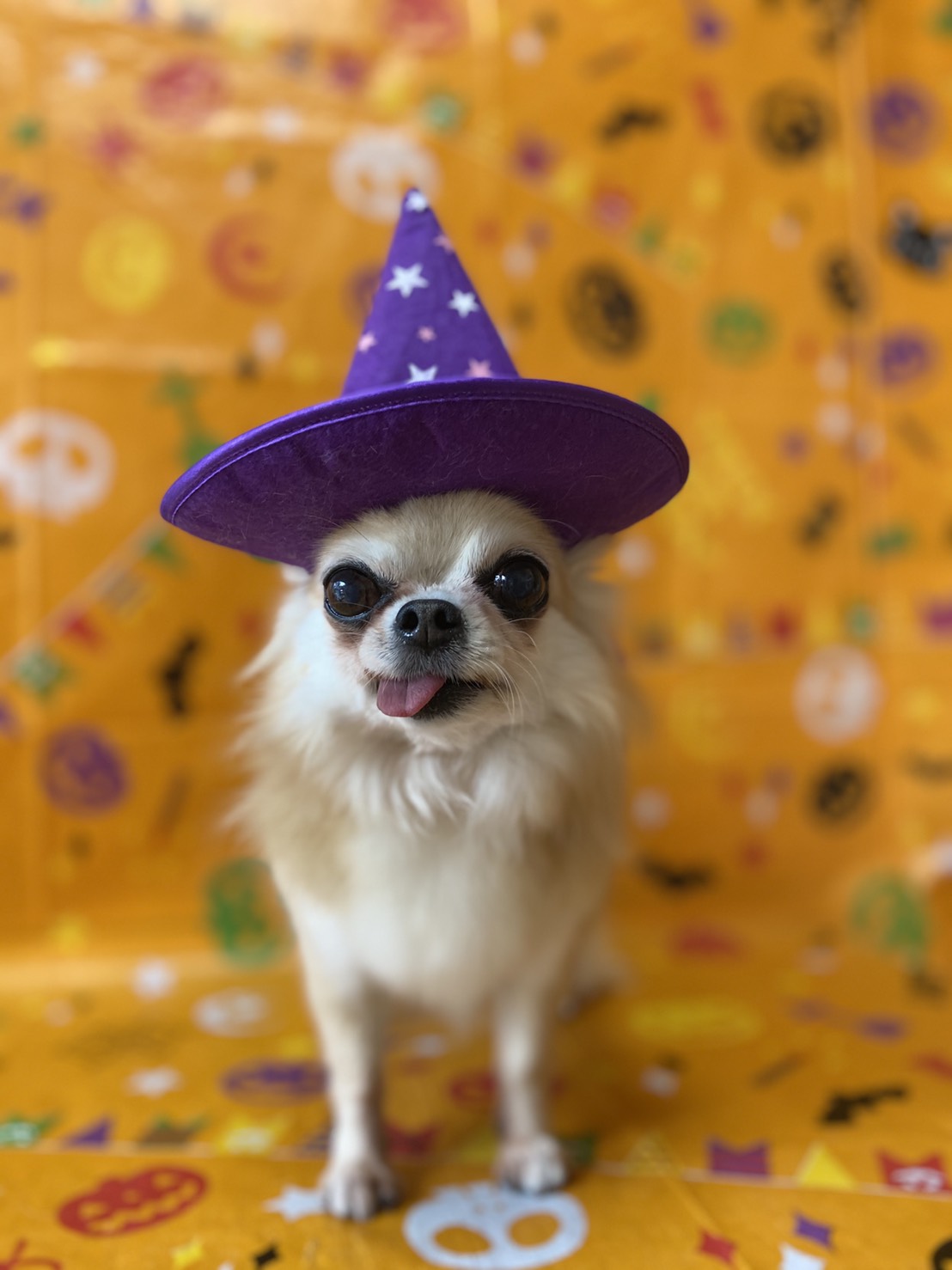 犬のトリミング写真