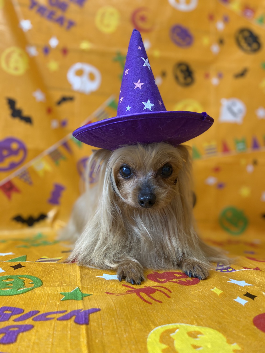 シーズーのトリミング写真