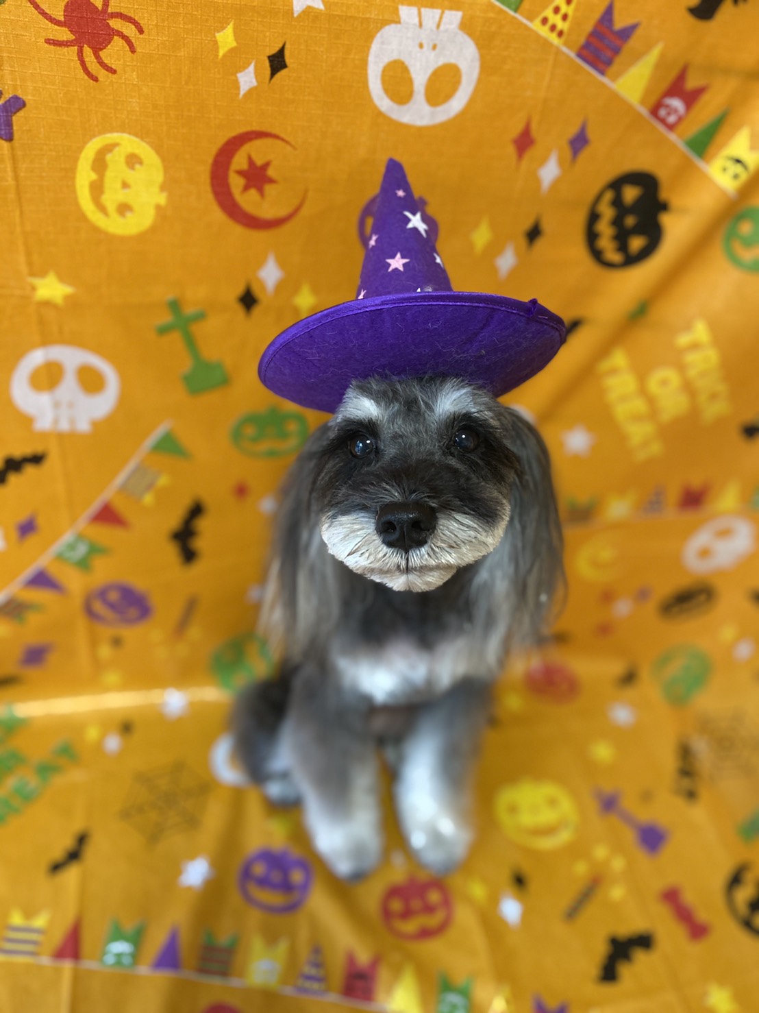 ダックスのトリミング写真