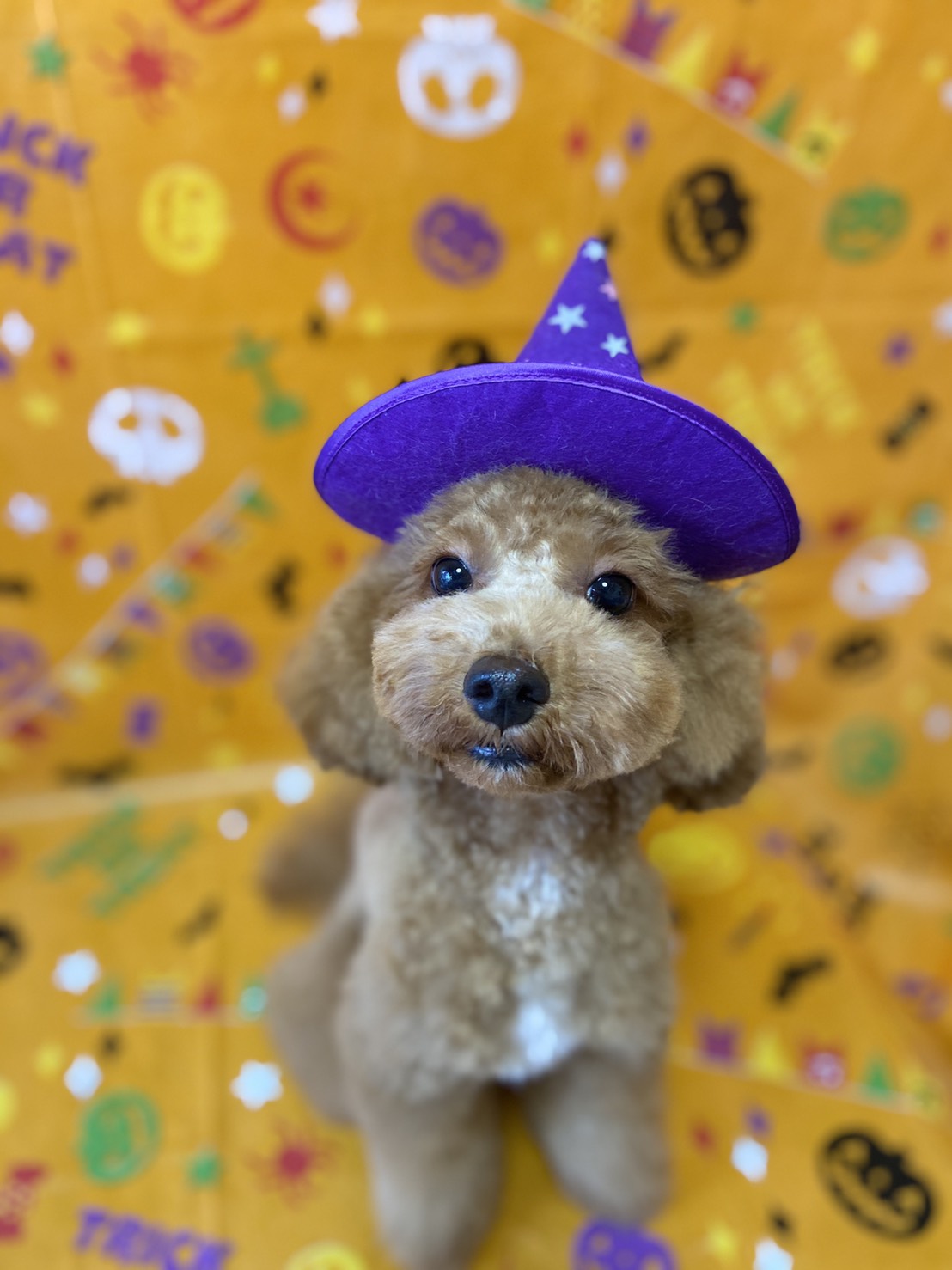 トイプードルのトリミング写真