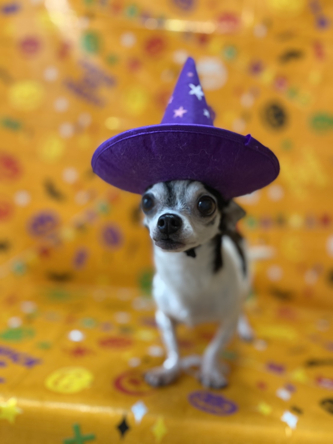 チワワのトリミング写真