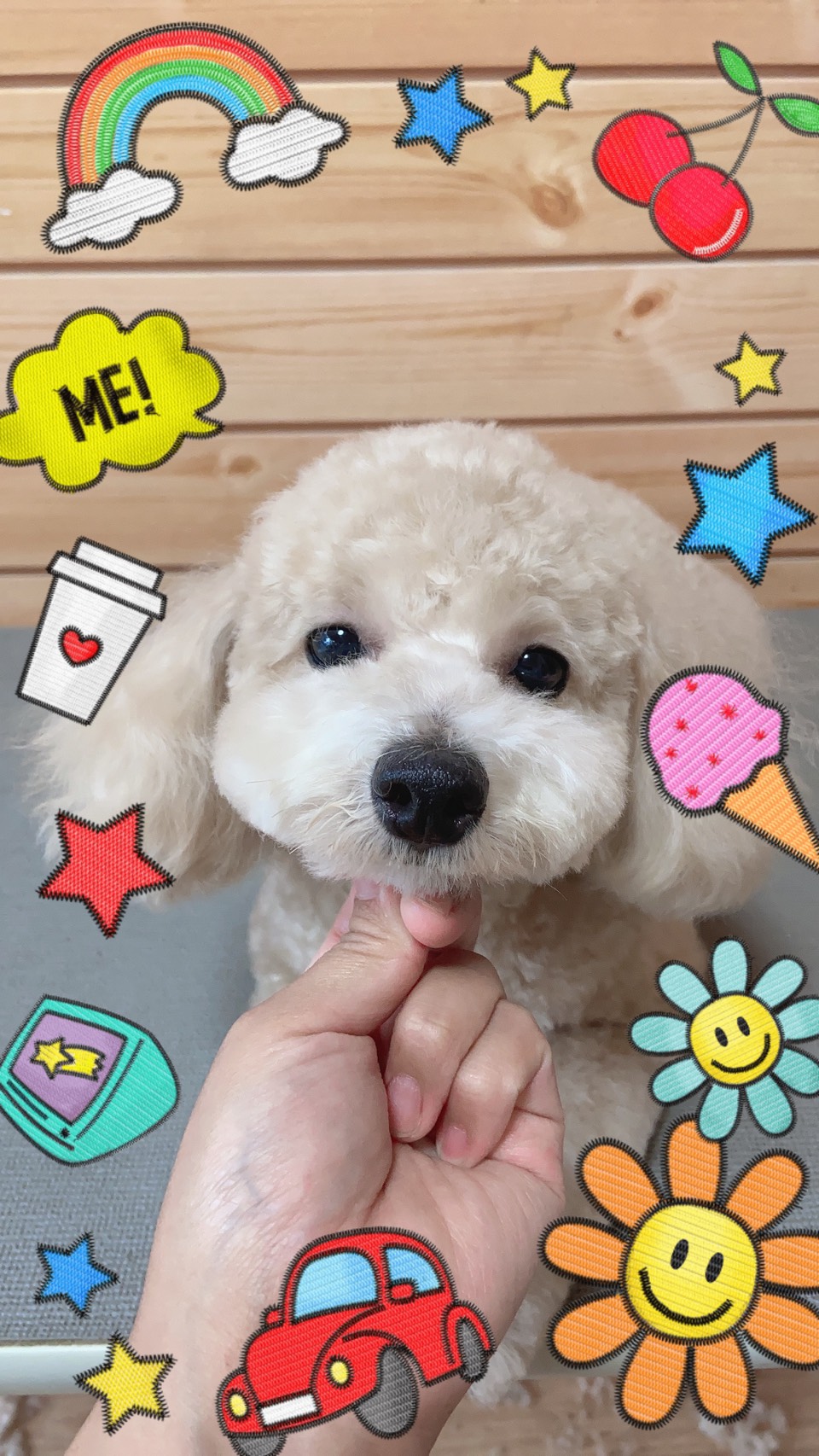 トイプードルのトリミング写真