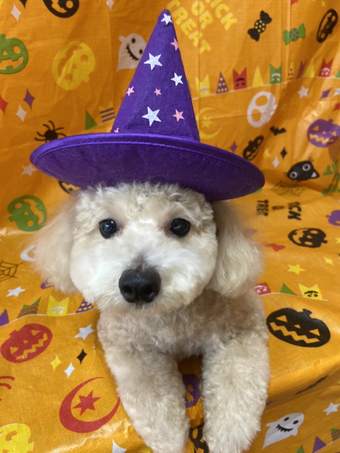 犬のトリミング写真