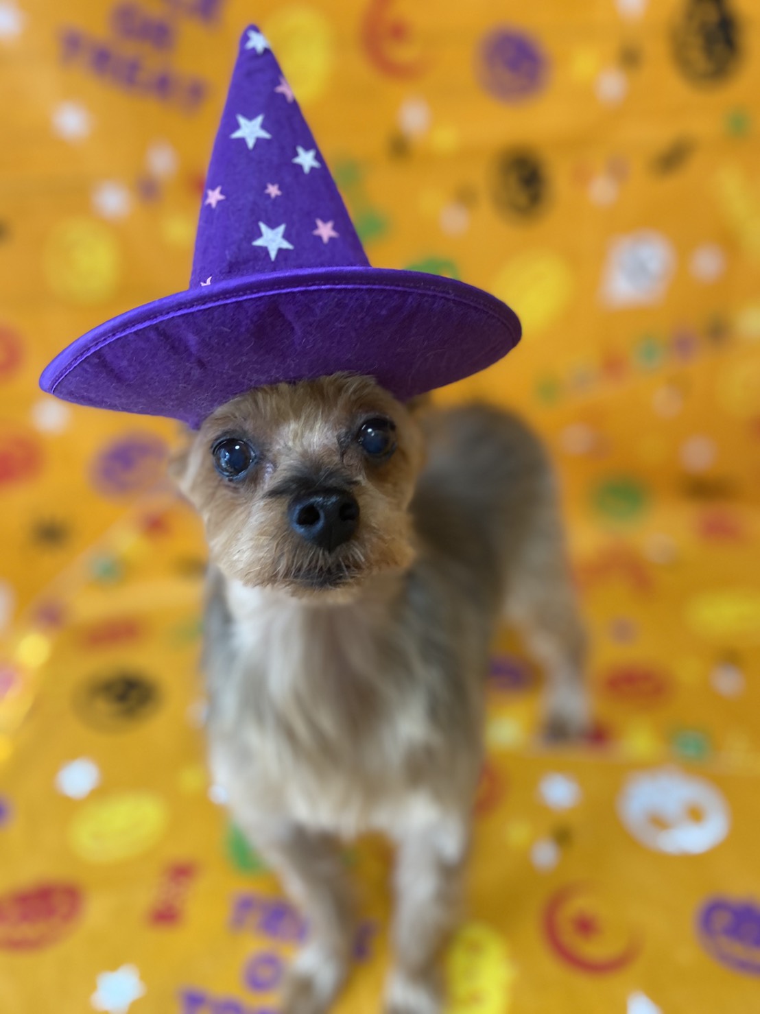 犬のトリミング写真