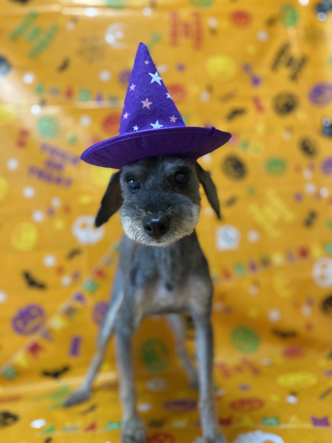 犬のトリミング写真