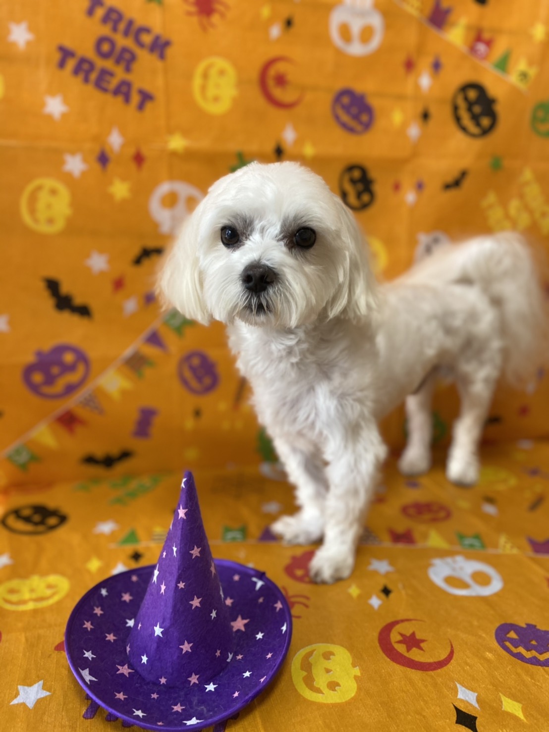 犬のトリミング写真