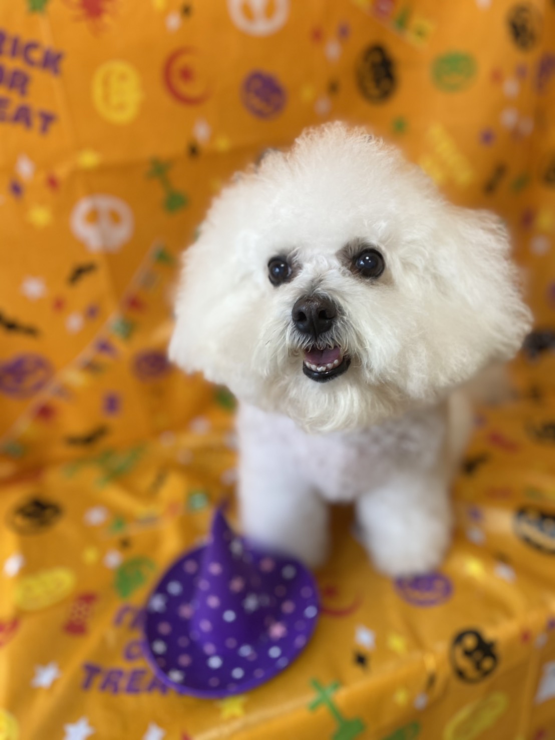 犬のトリミング写真