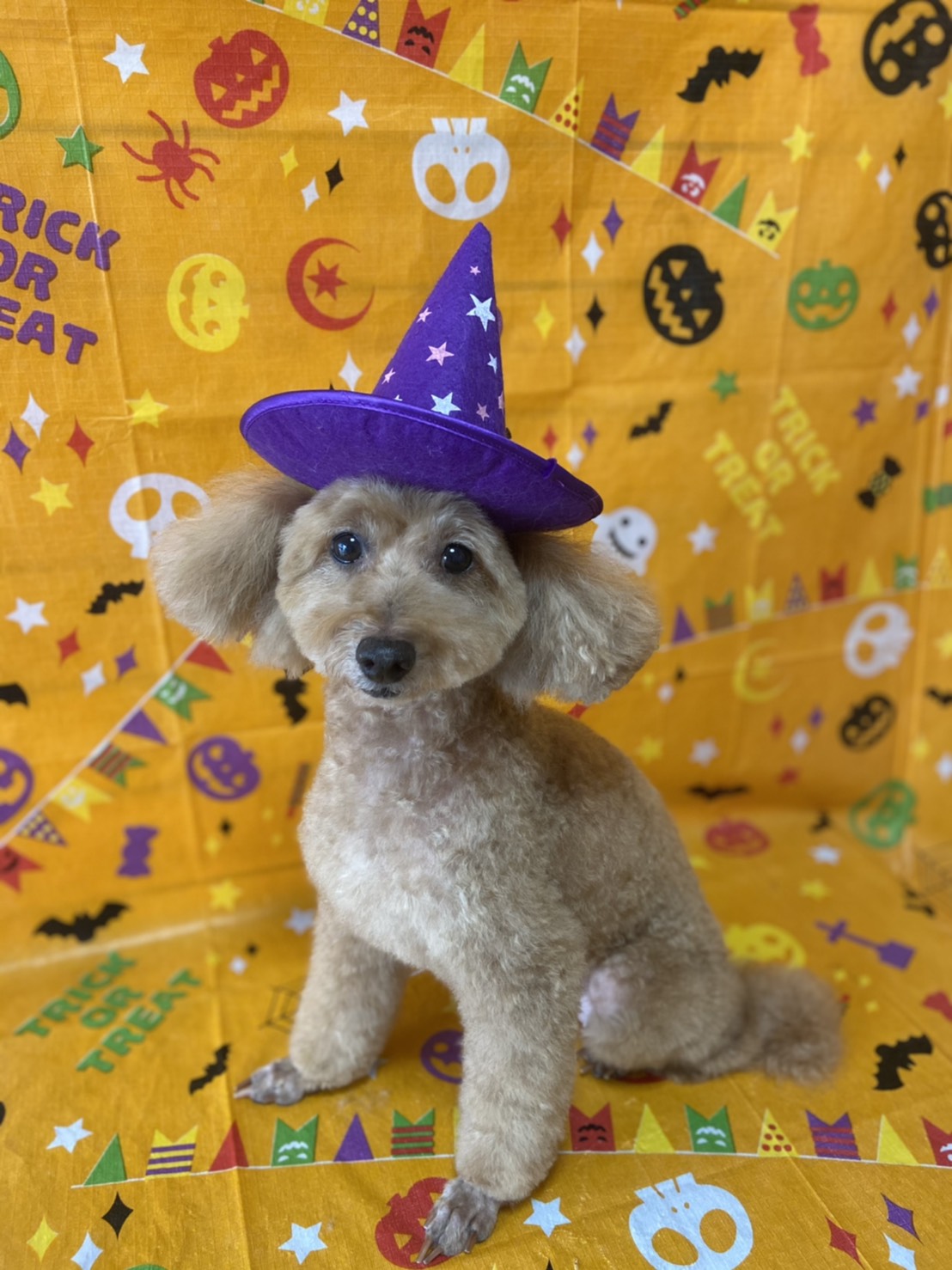 犬のトリミング写真