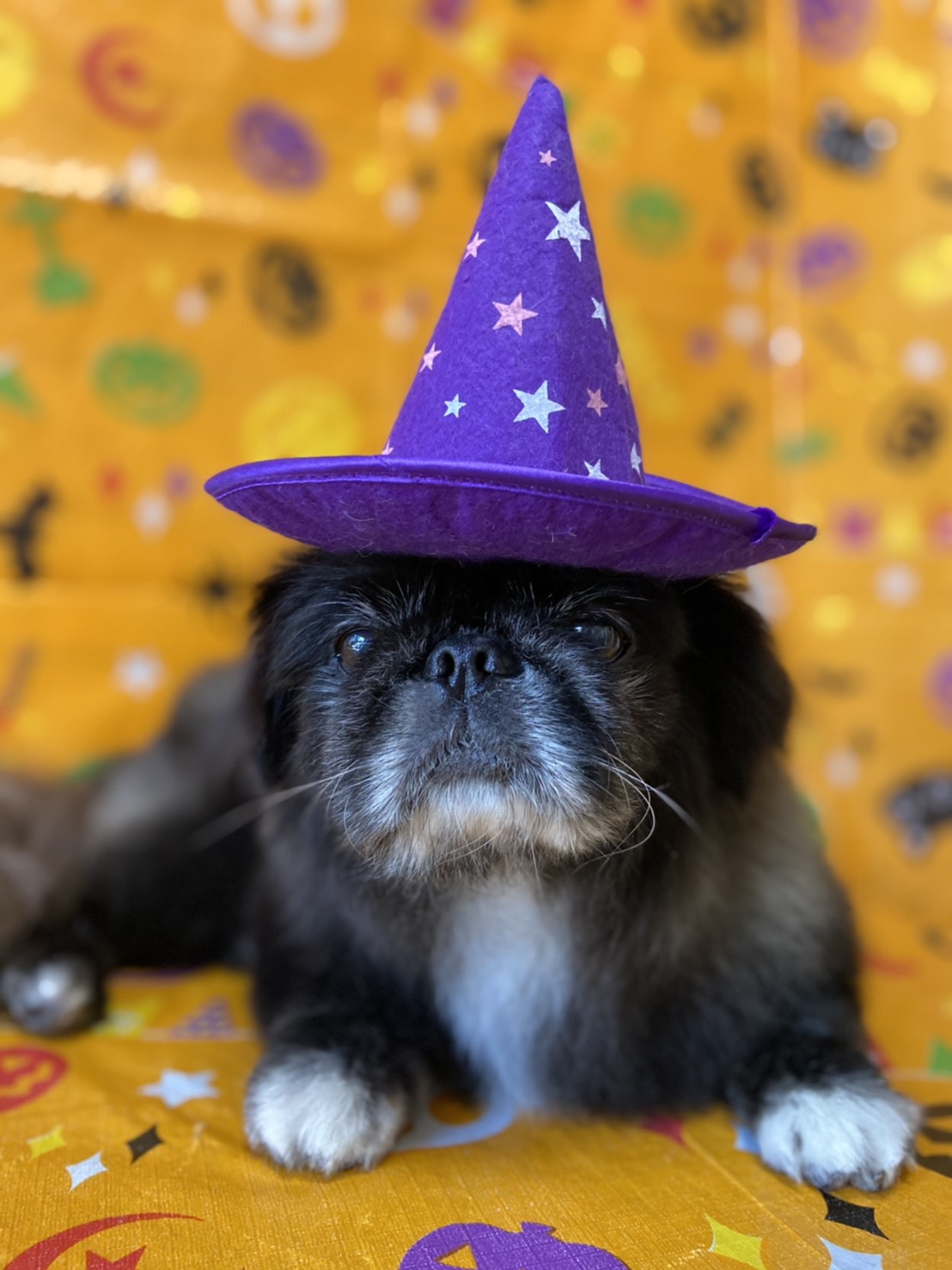 犬のトリミング写真