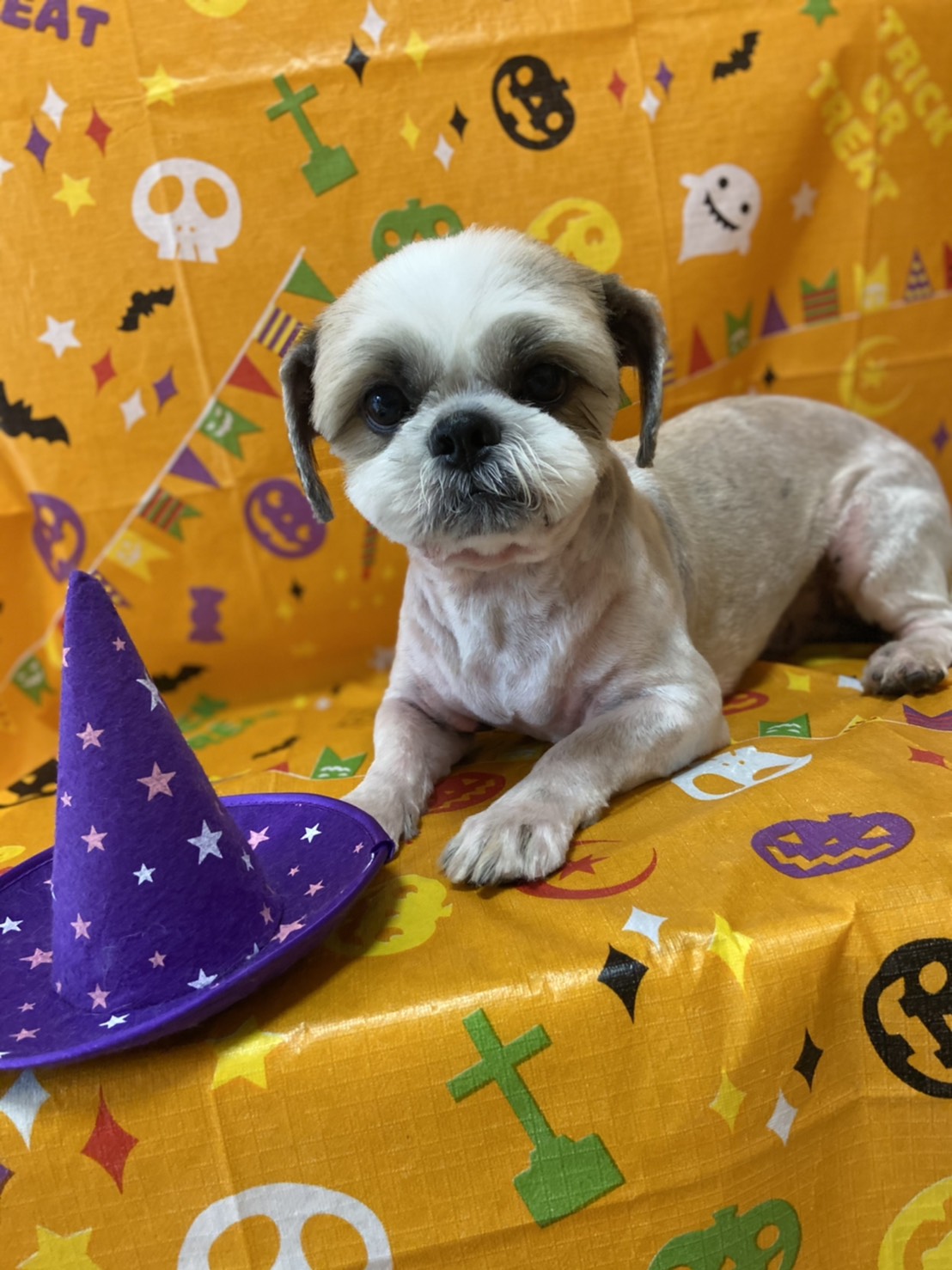 犬のトリミング写真