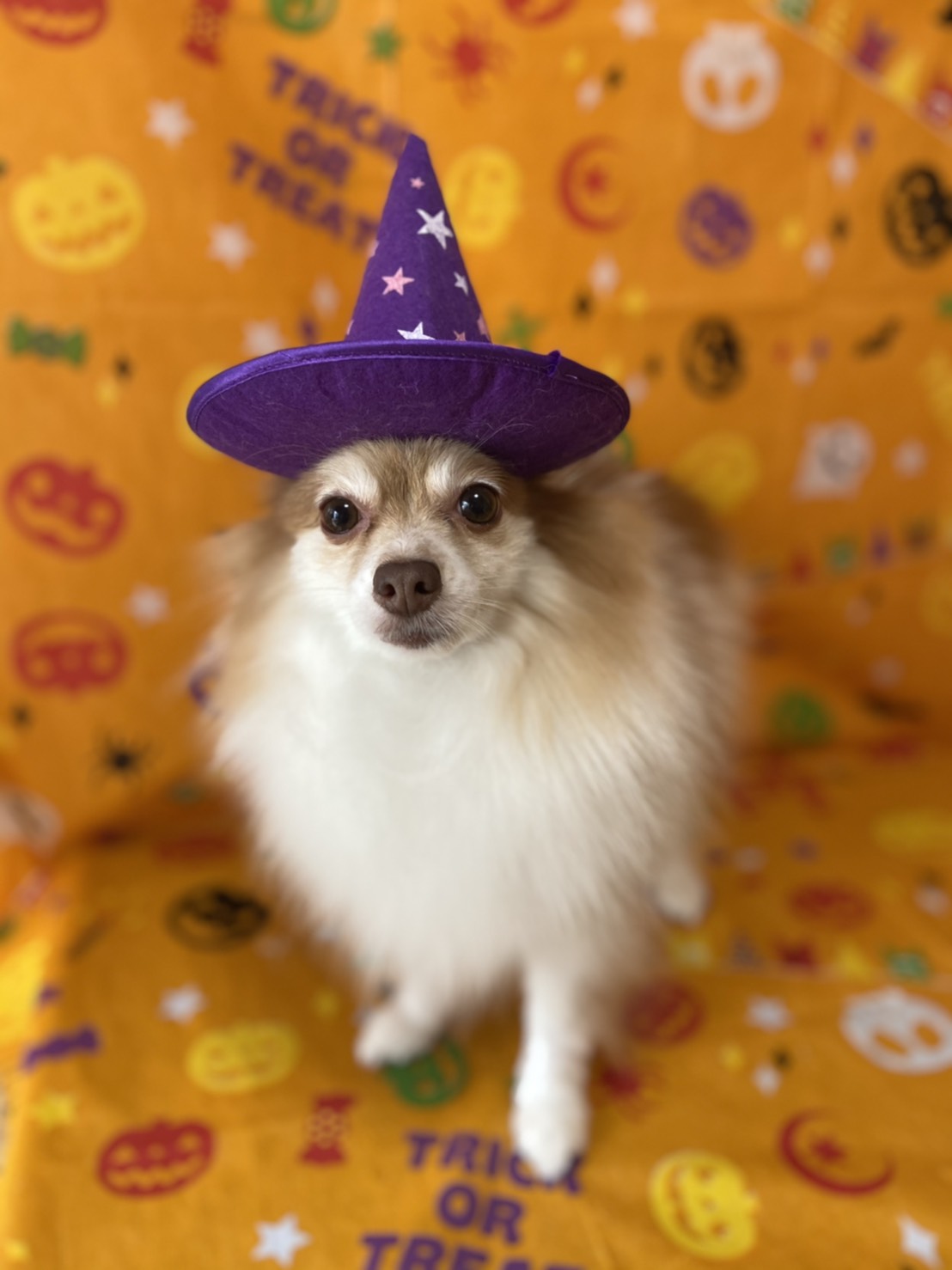 犬のトリミング写真