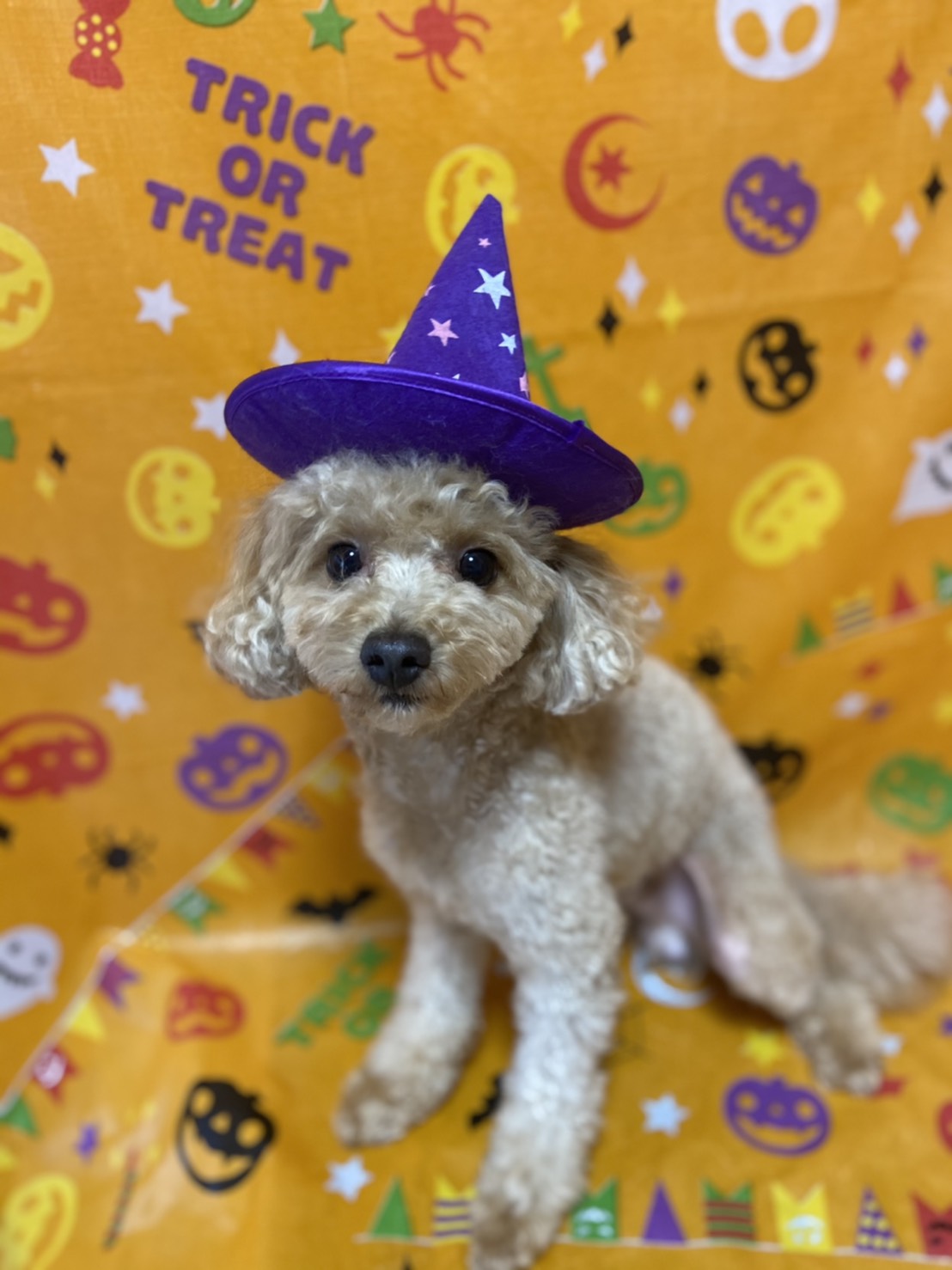 犬のトリミング写真