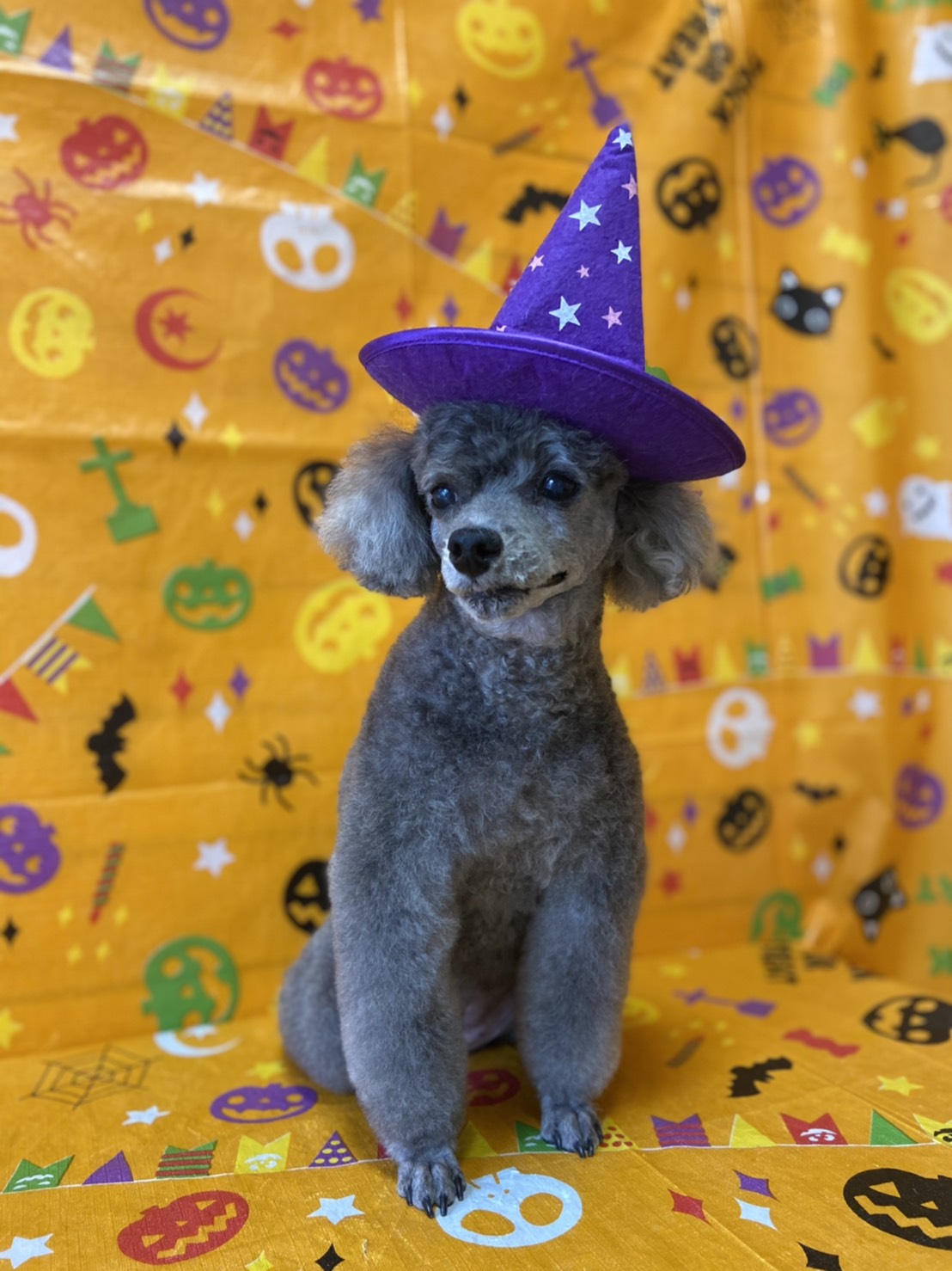 トイプードルのトリミング写真