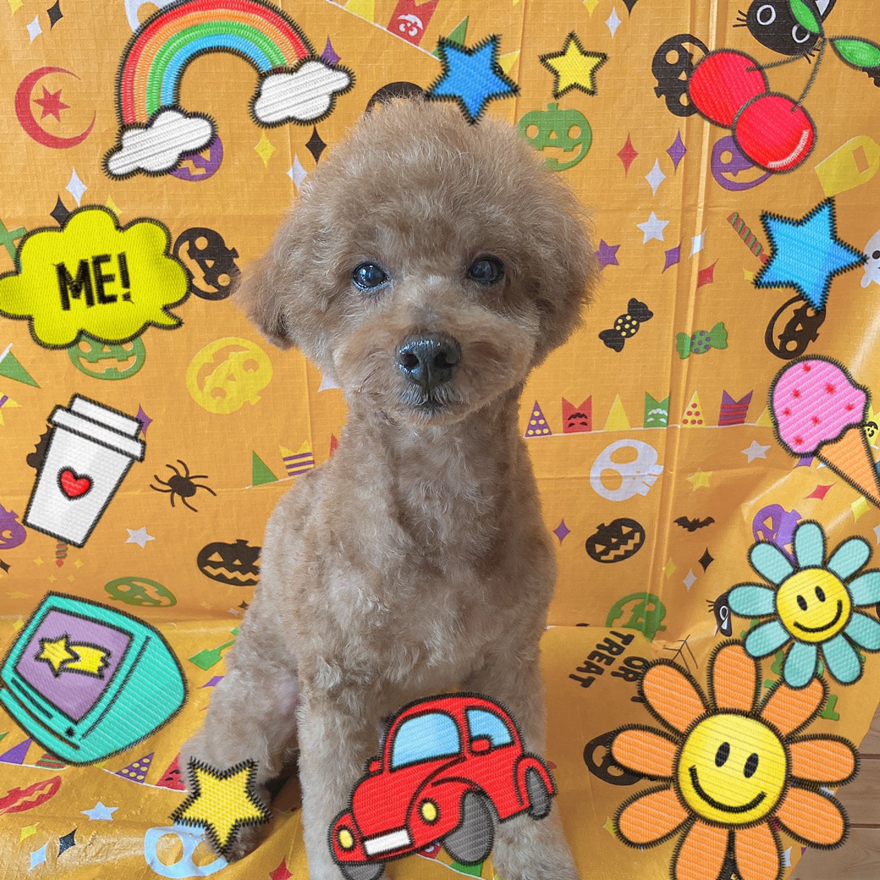 犬のトリミング写真