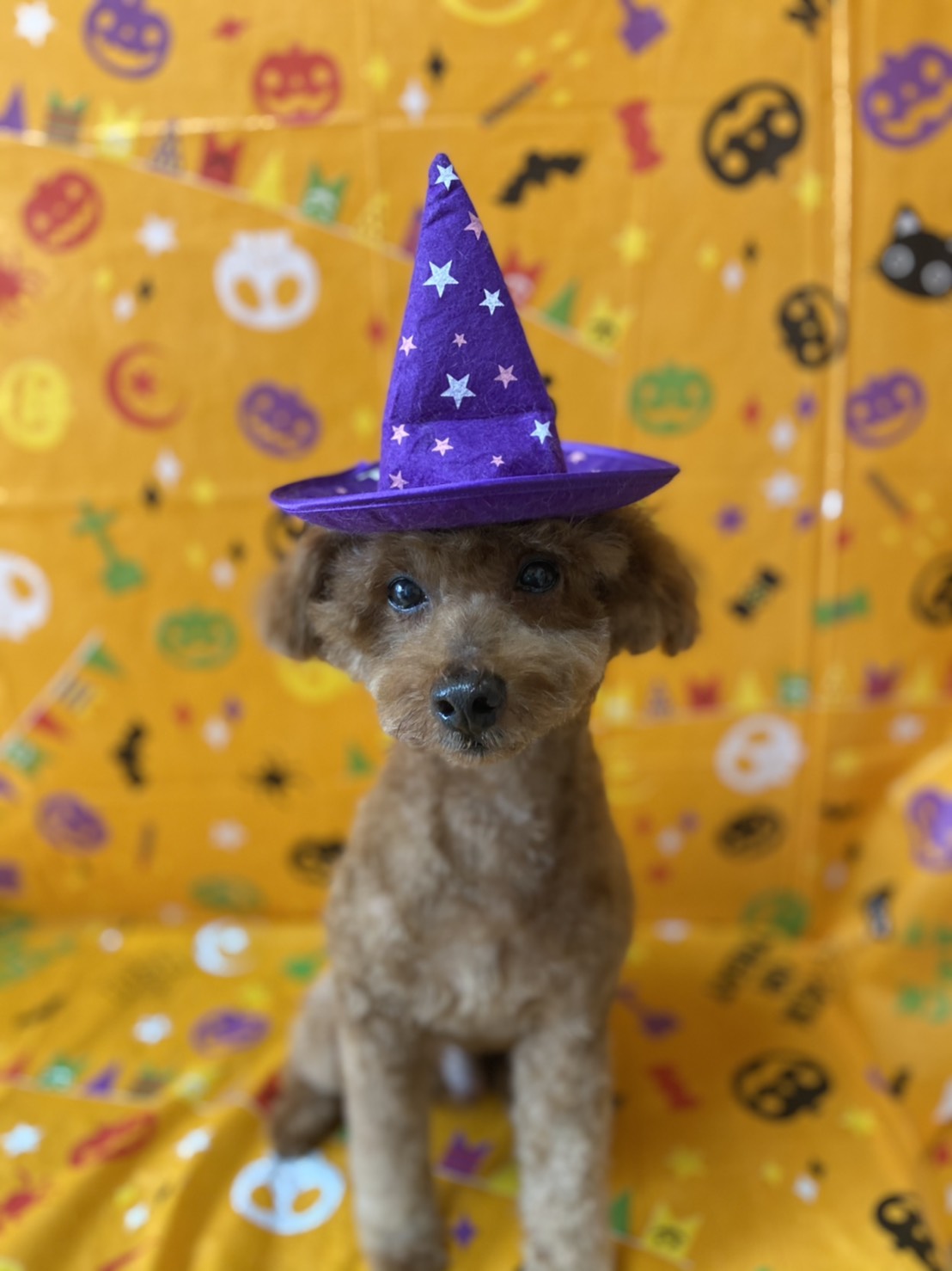 トイプードルのトリミング写真