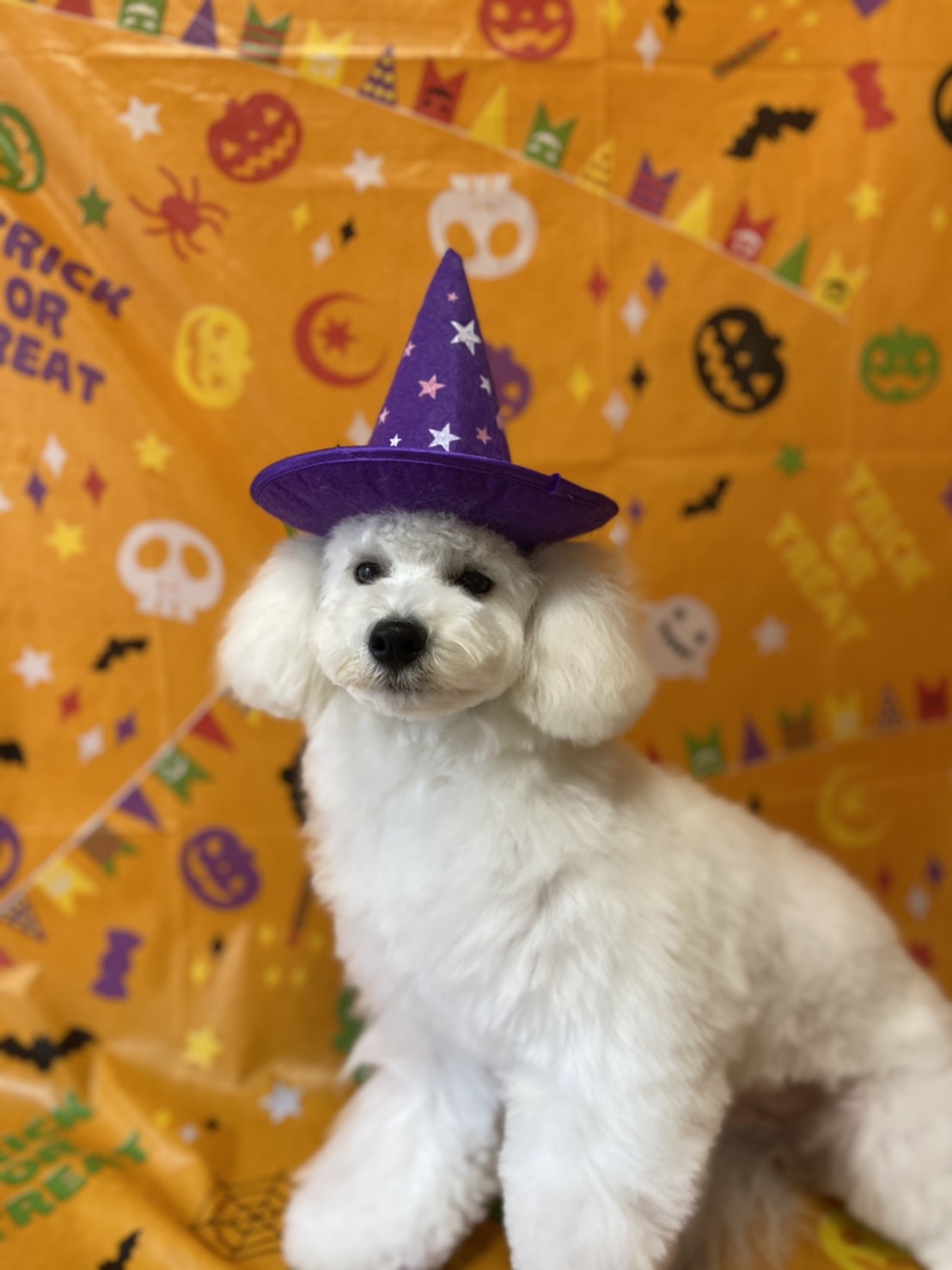 トイプードルのトリミング写真