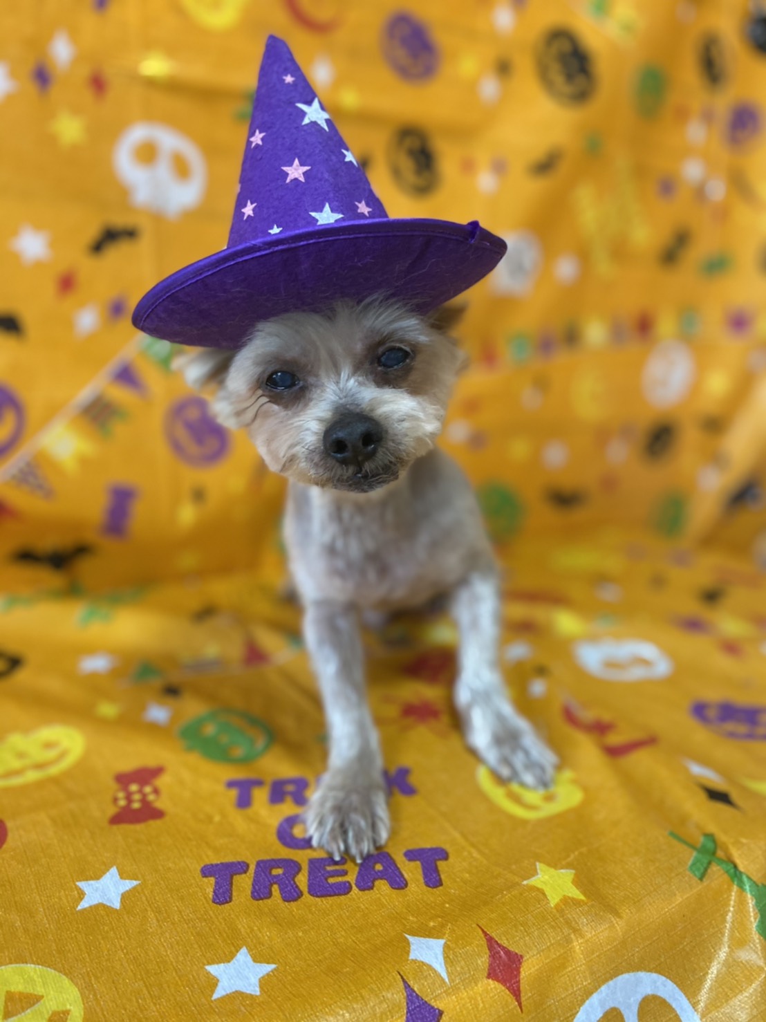 犬のトリミング写真