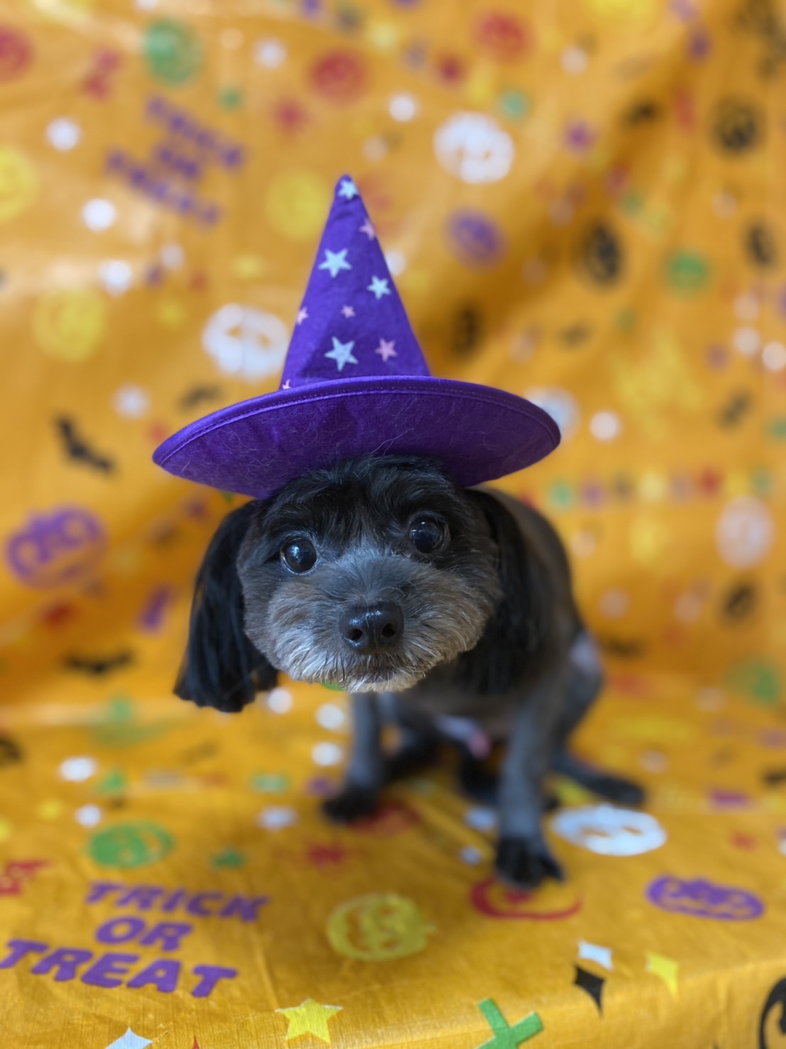 トイプードルのトリミング写真