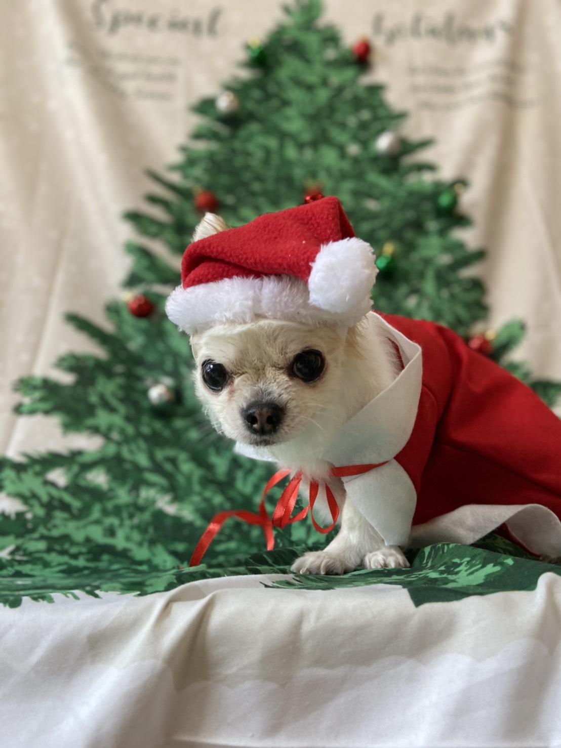 犬のトリミング写真