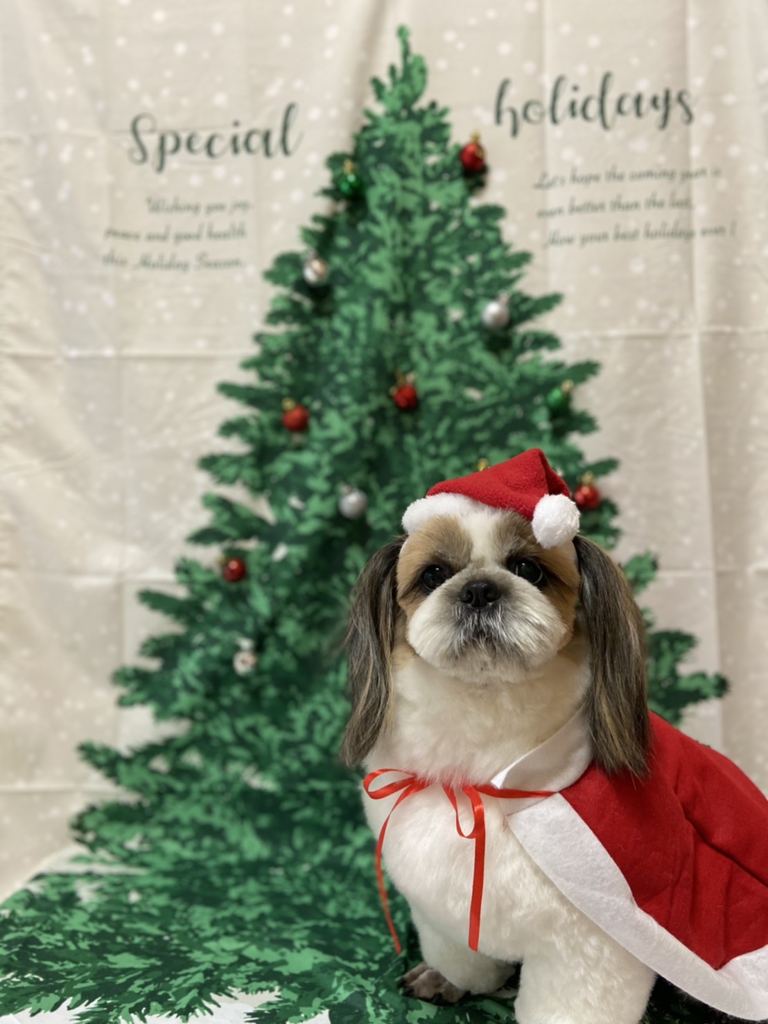 シーズーのトリミング写真