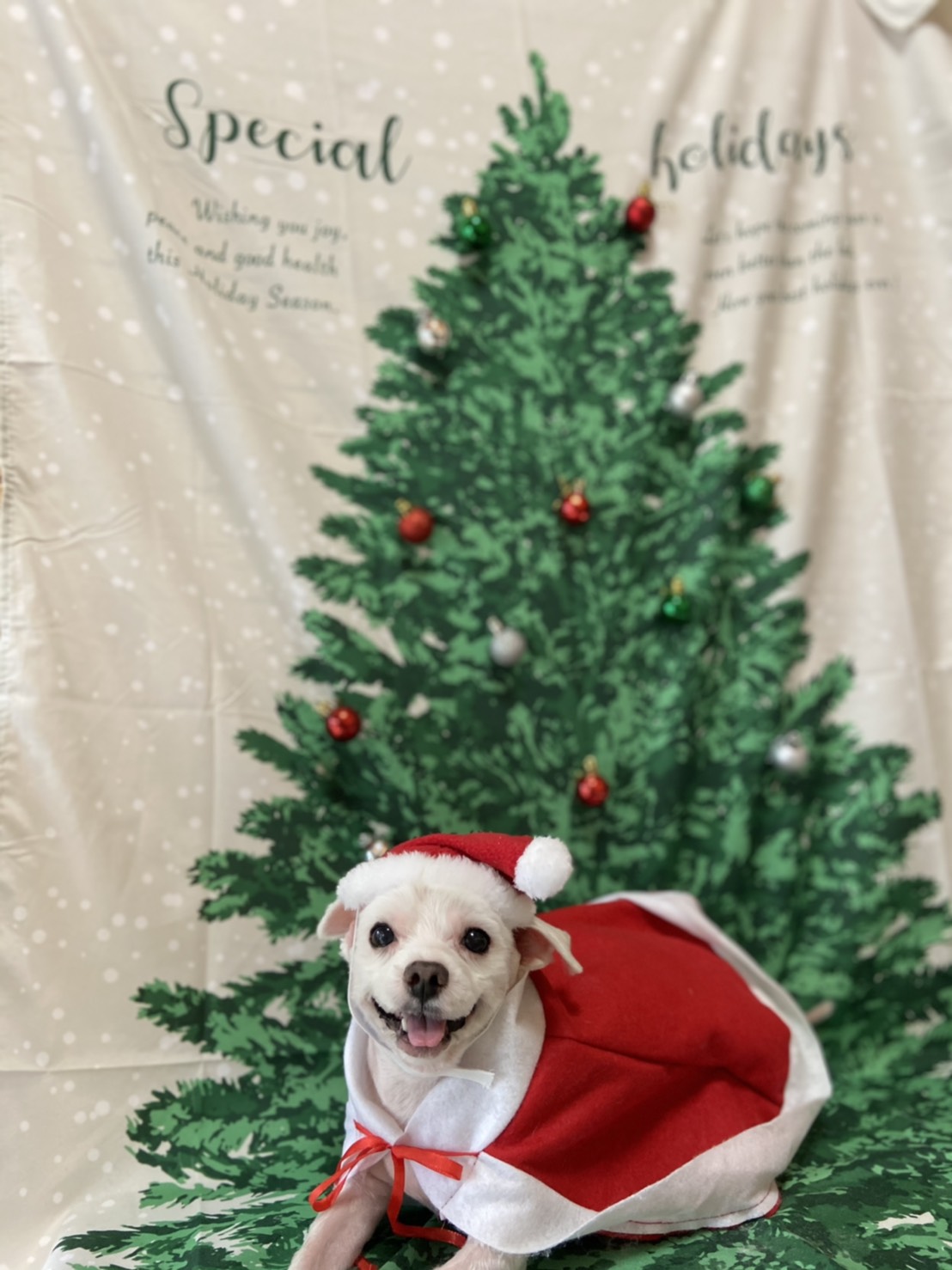 トイプードルのトリミング写真