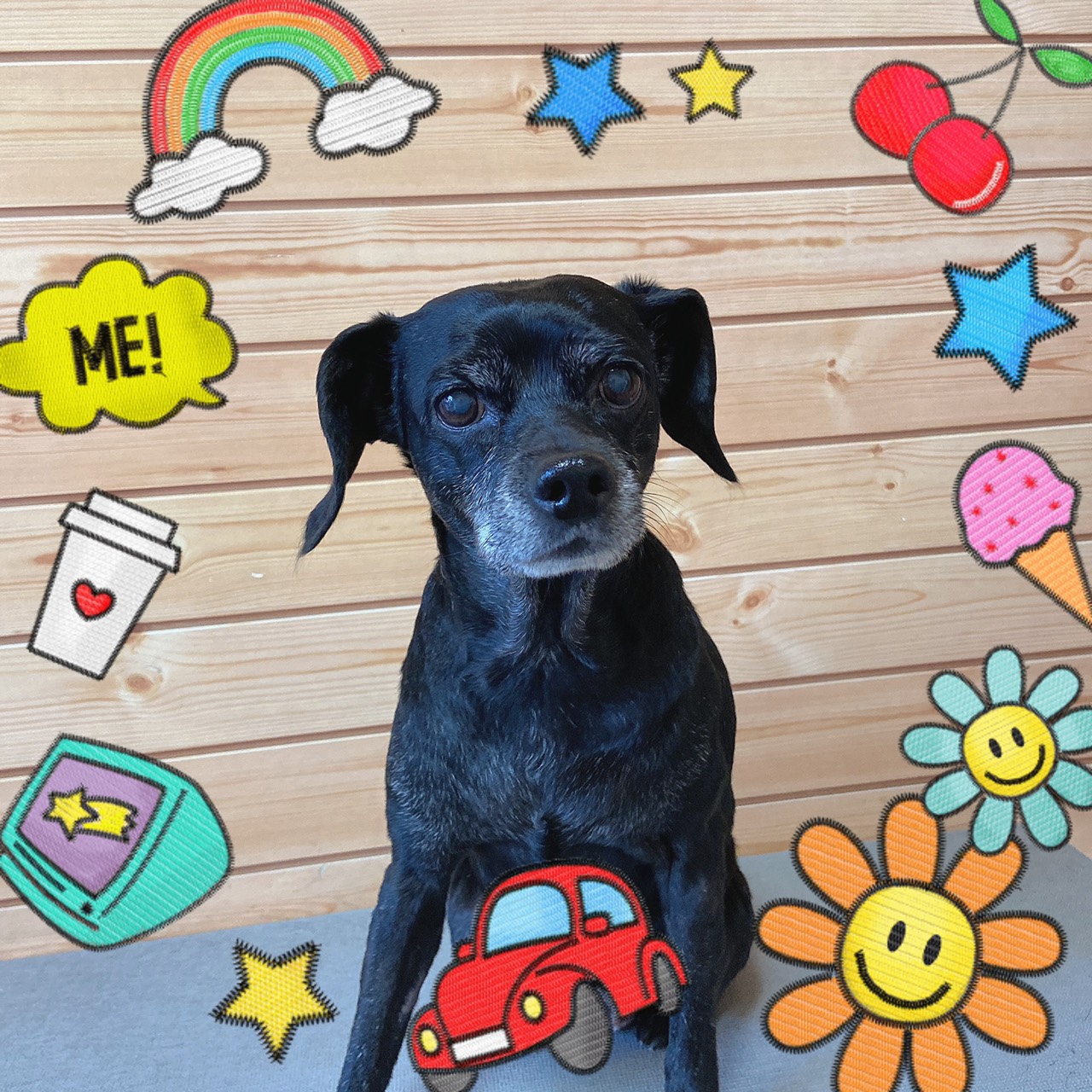 犬のトリミング写真