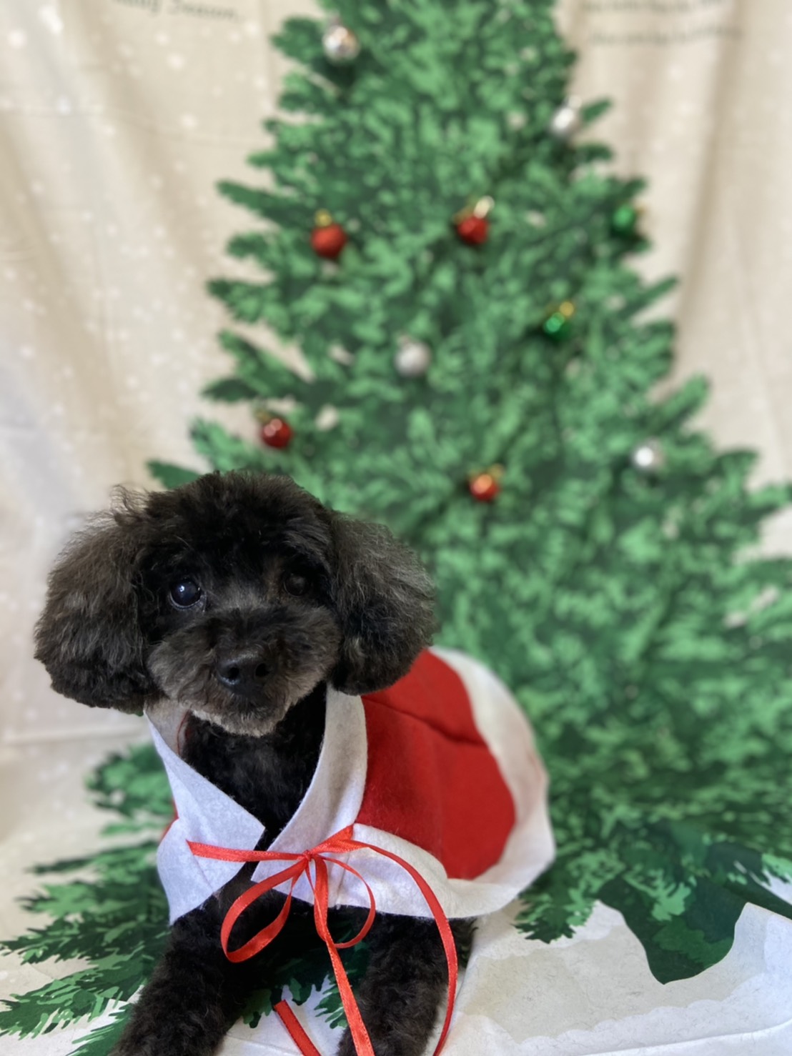 トイプードルのトリミング写真