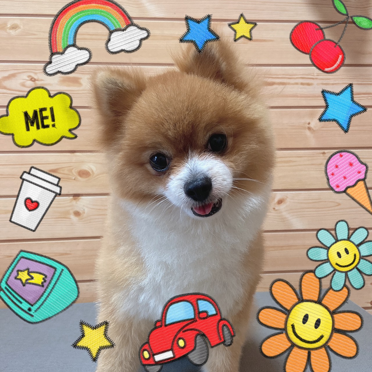 犬のトリミング写真