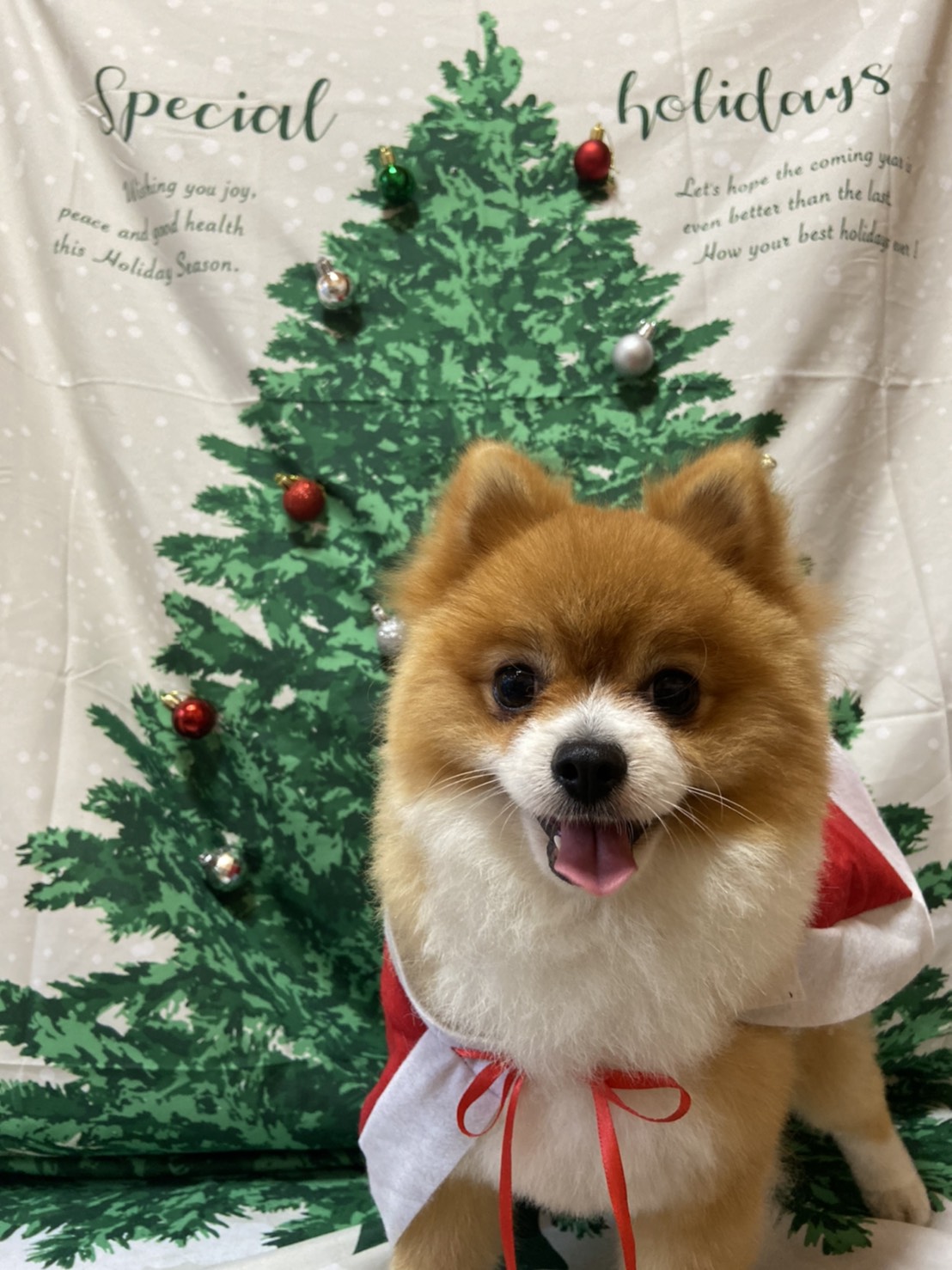 犬のトリミング写真