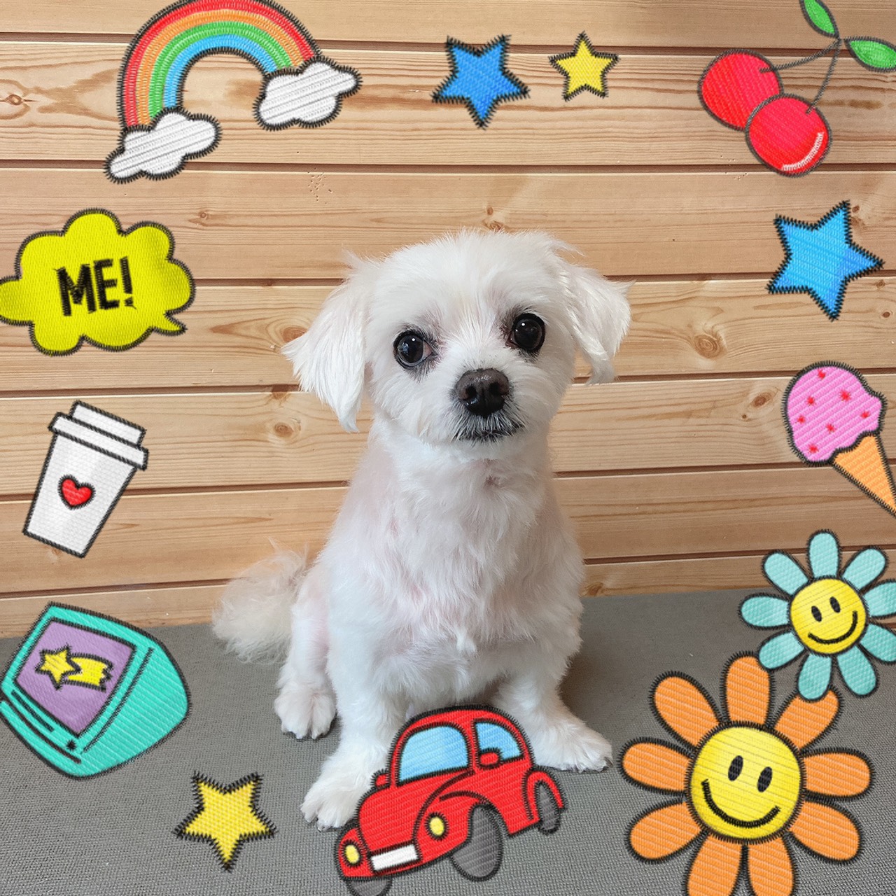 犬のトリミング写真