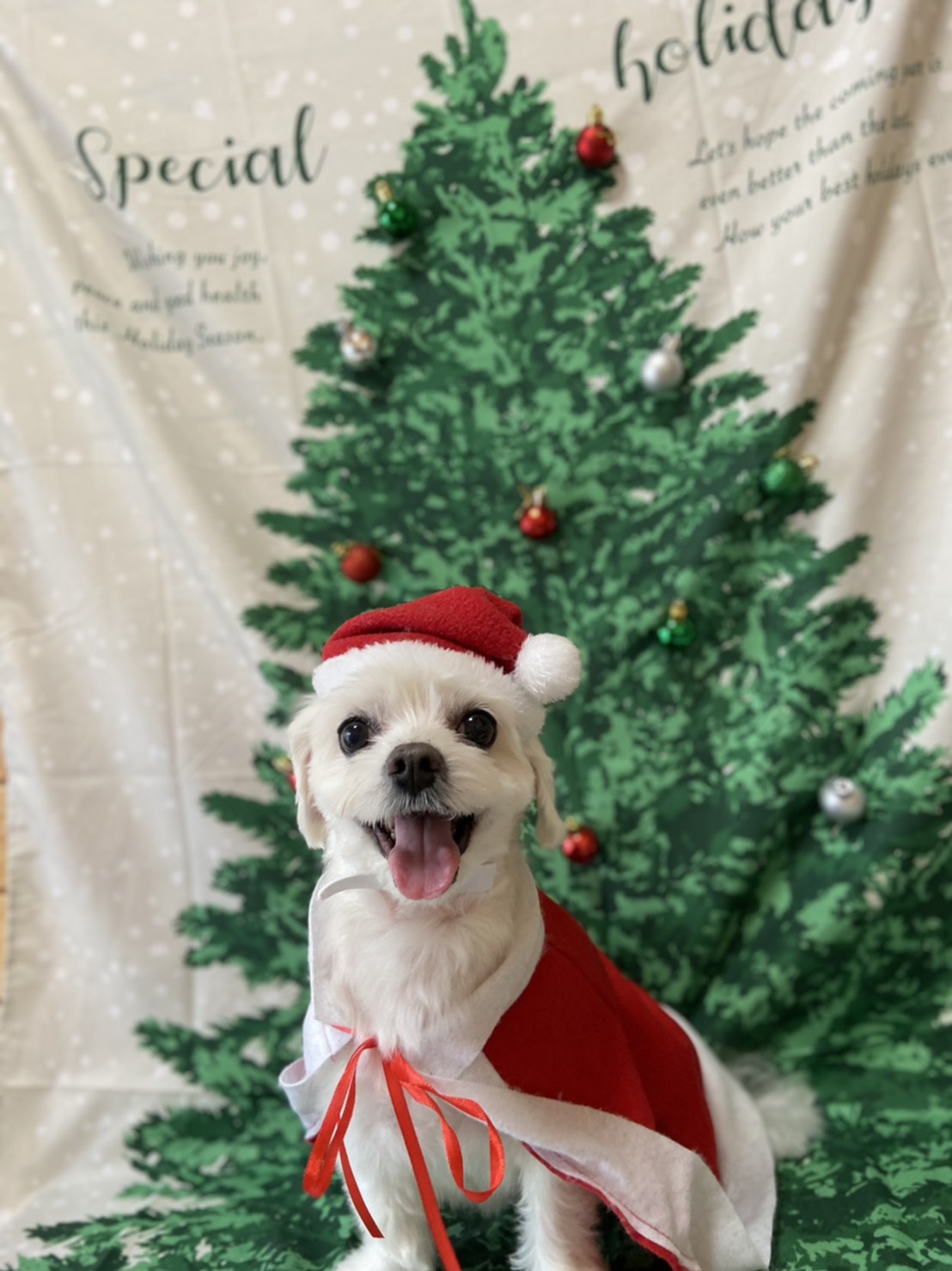 トイプードルのトリミング写真