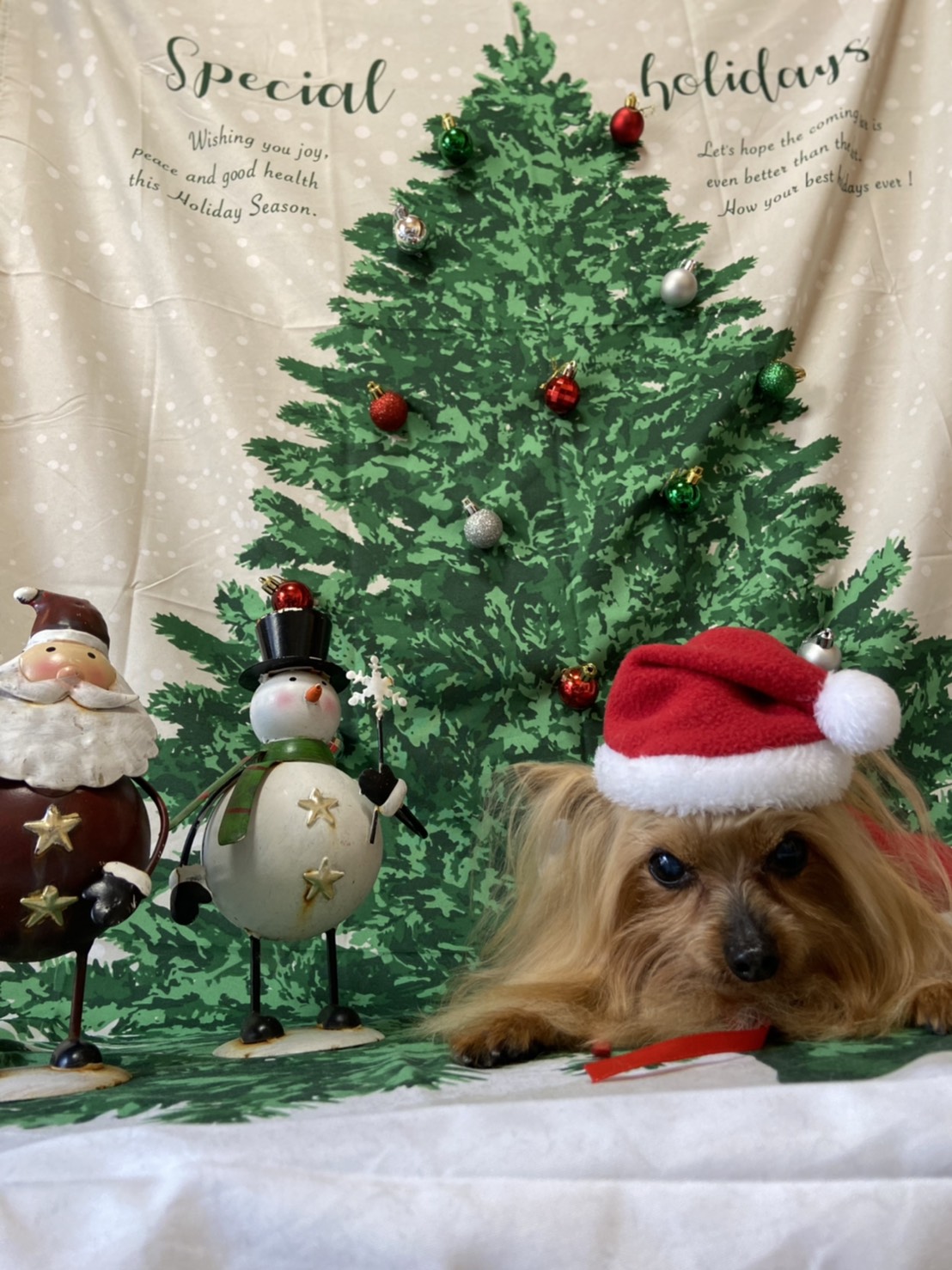 犬のトリミング写真