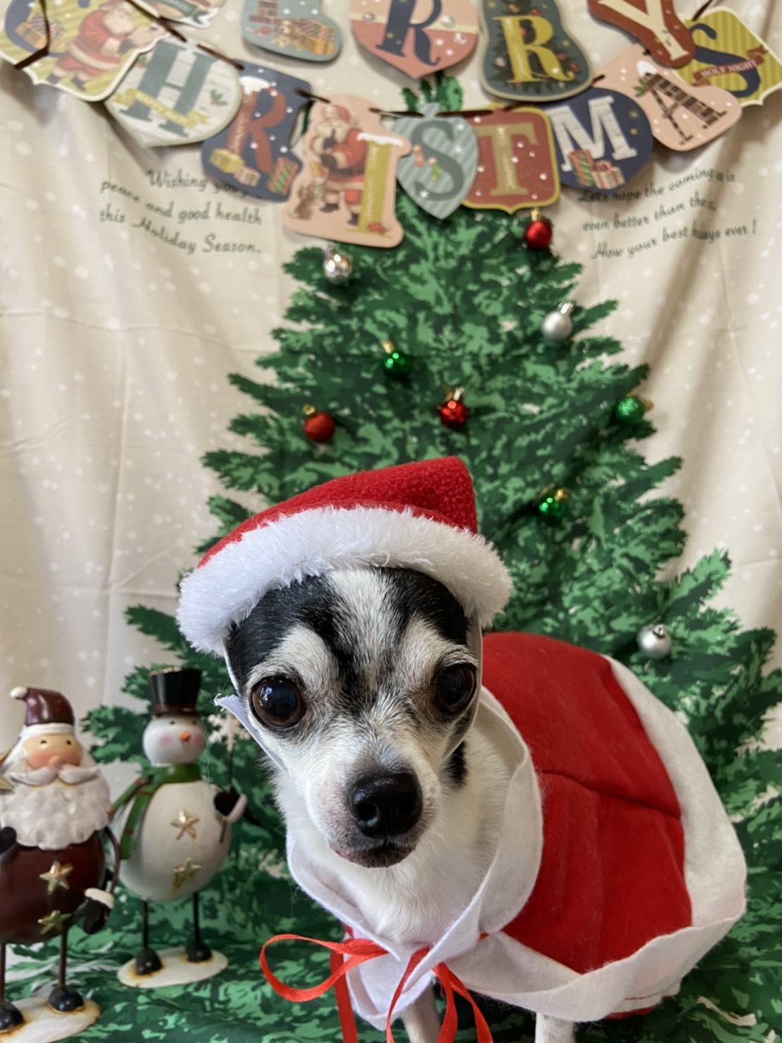 トイプードルのトリミング写真