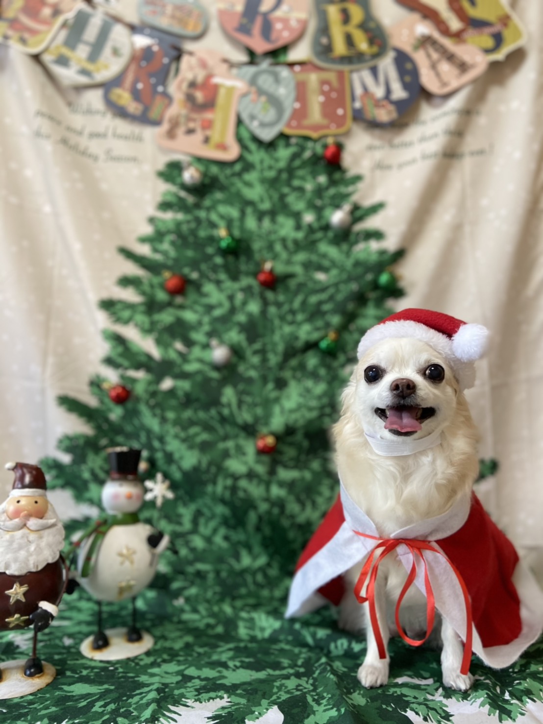 犬のトリミング写真