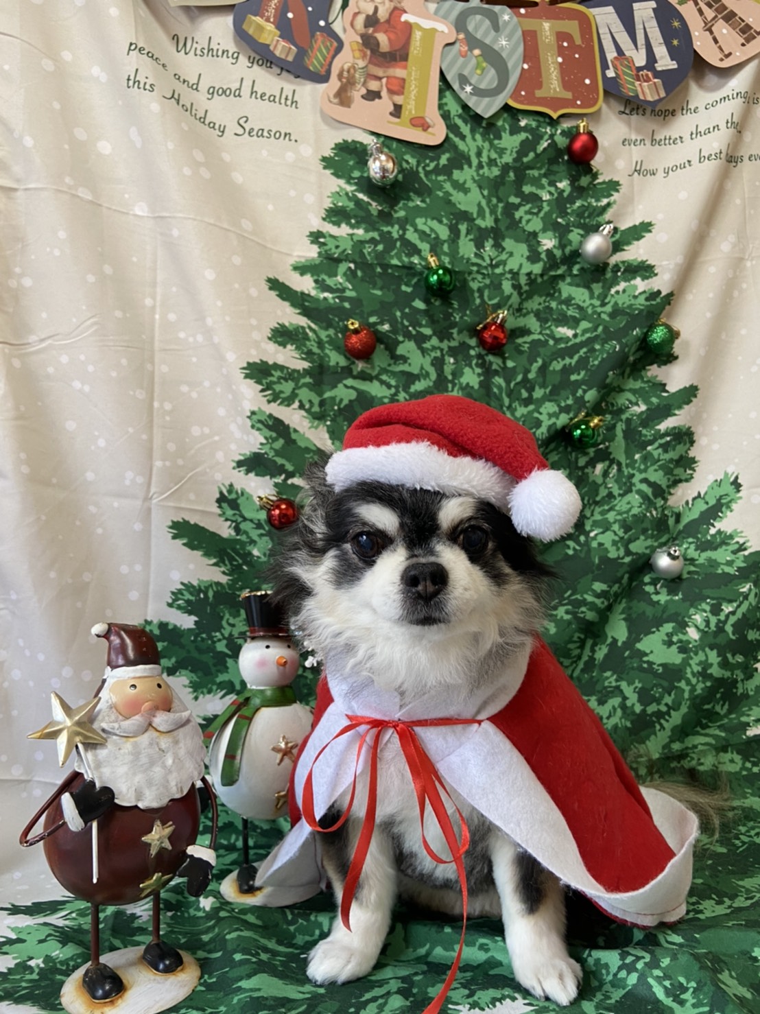 犬のトリミング写真