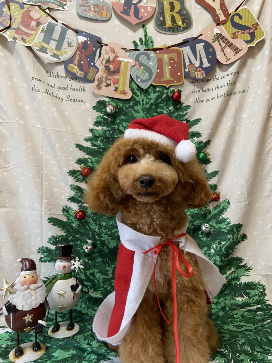 犬のトリミング写真