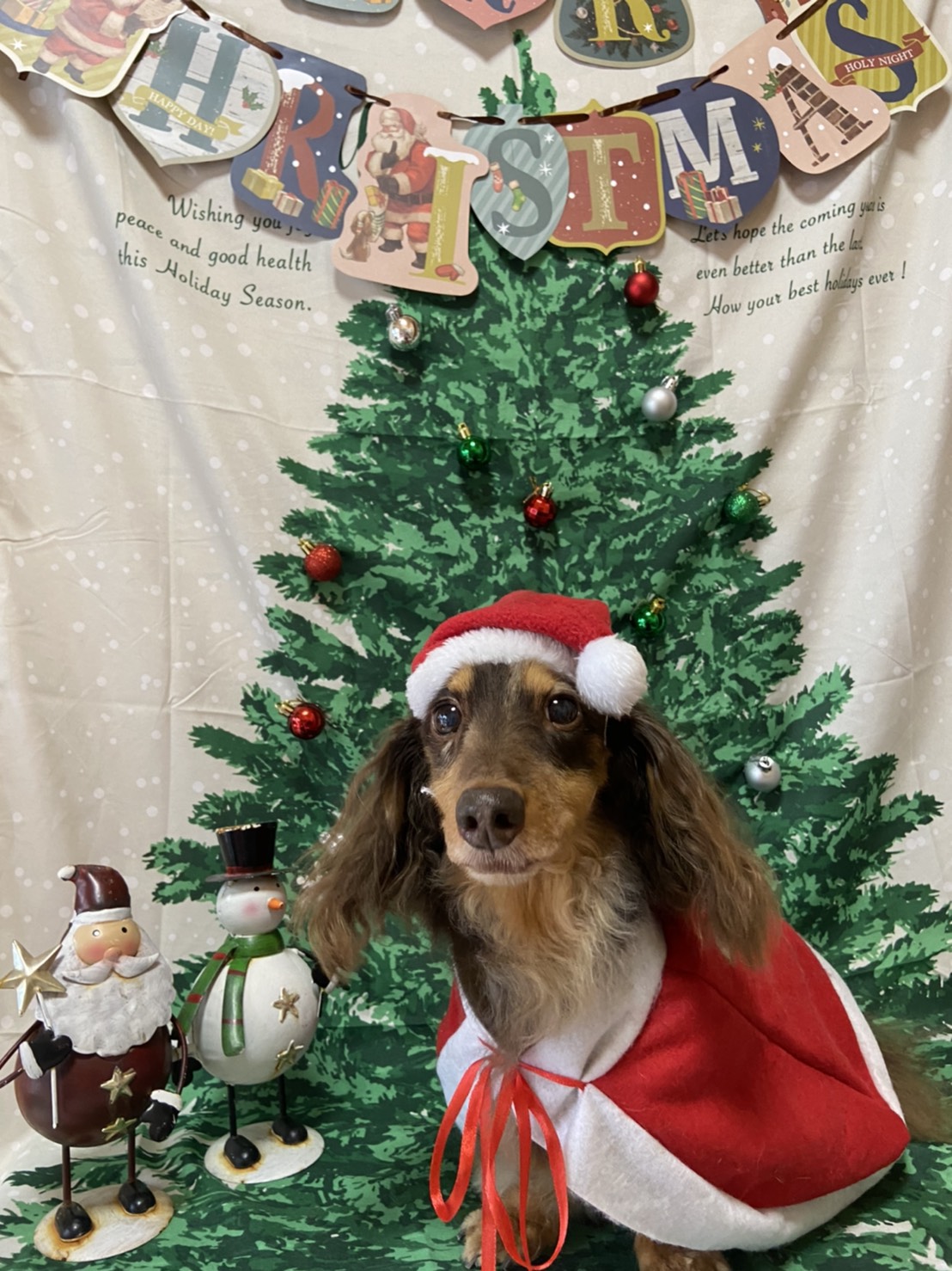 犬のトリミング写真