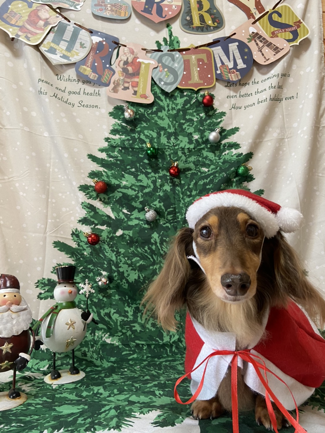 犬のトリミング写真