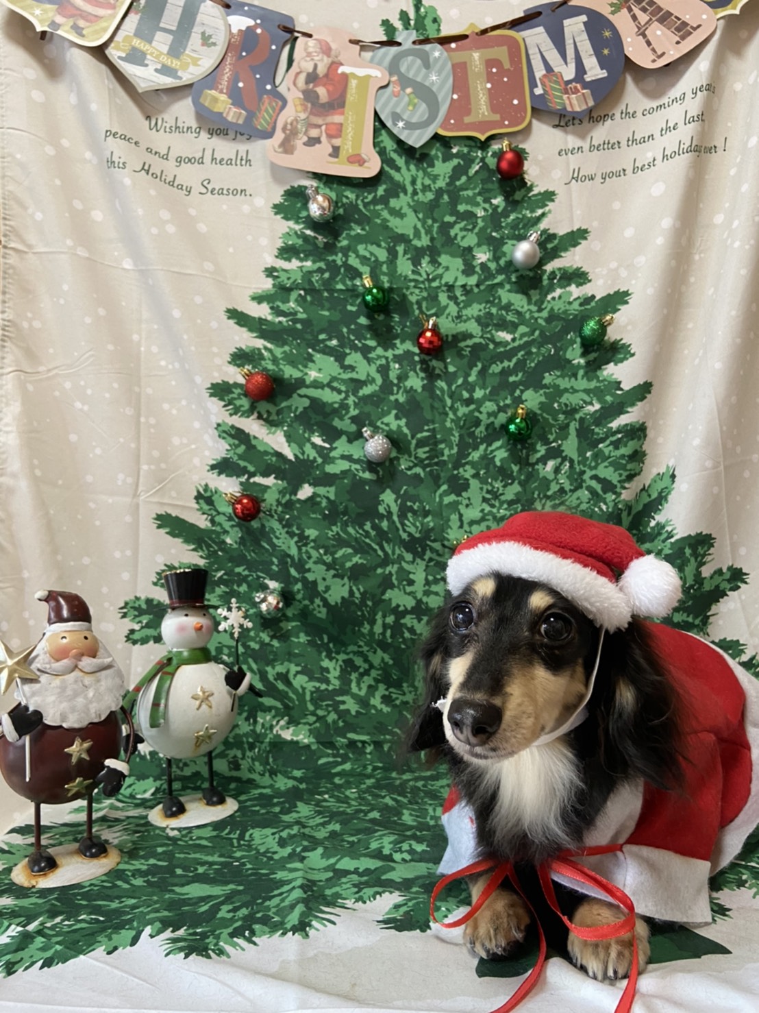 犬のトリミング写真