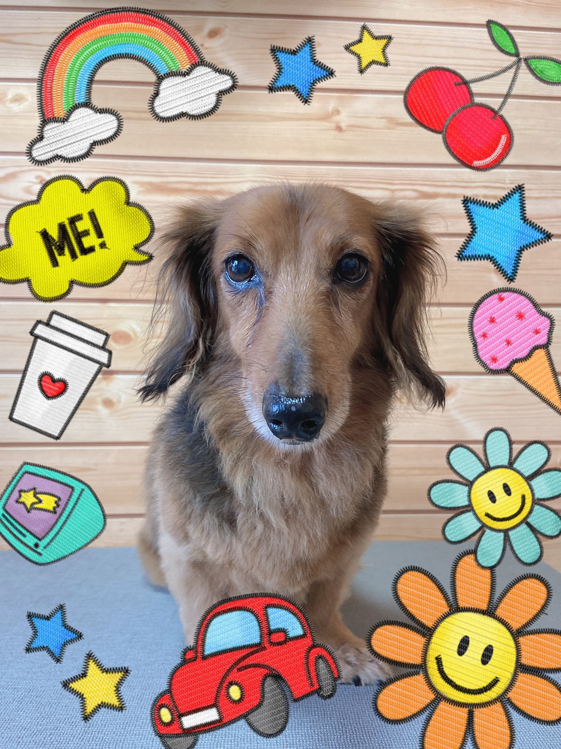 犬のトリミング写真