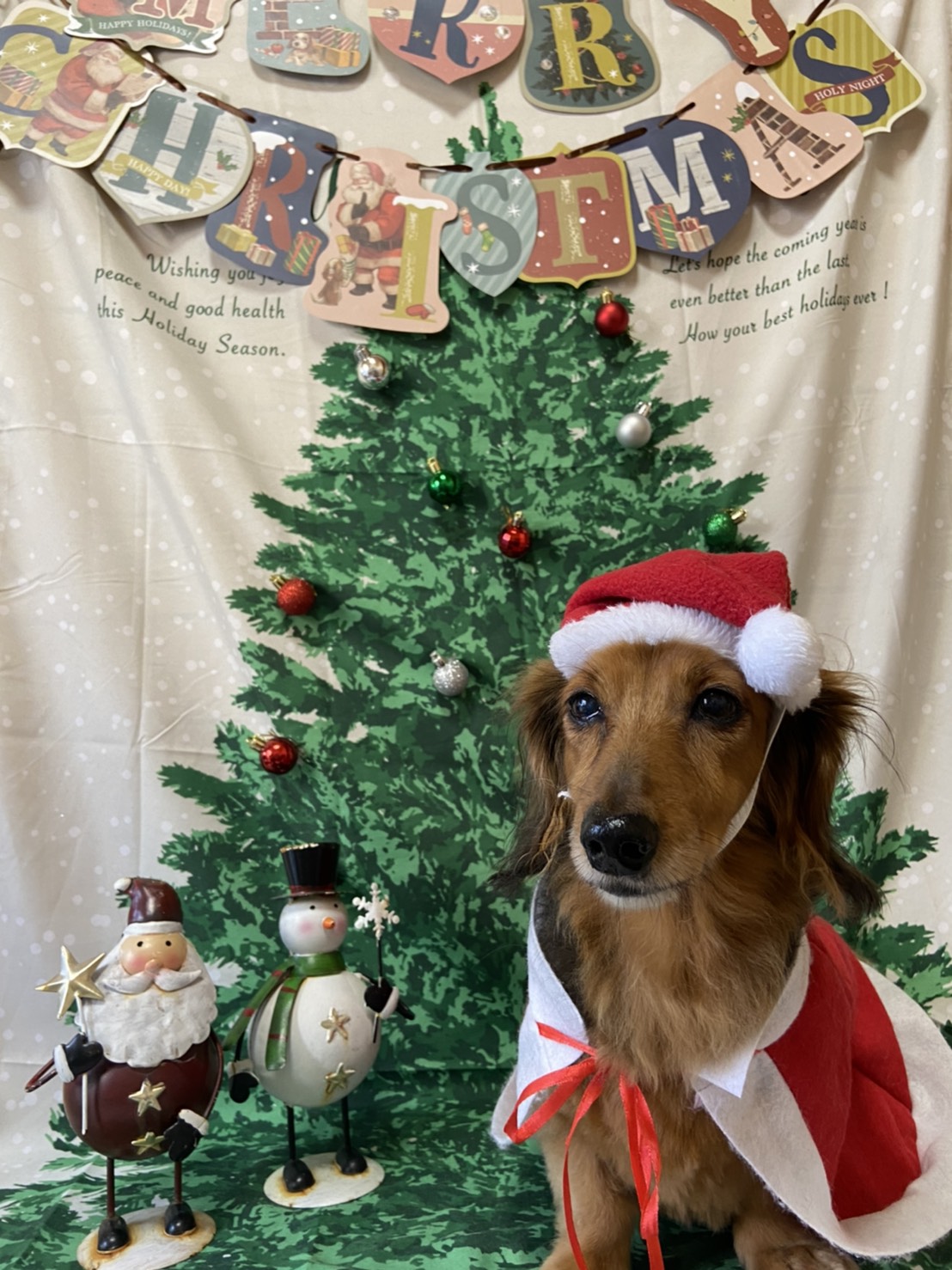 犬のトリミング写真