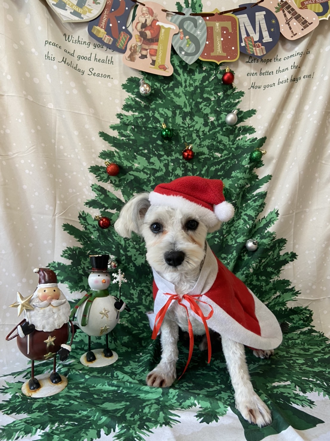 犬のトリミング写真