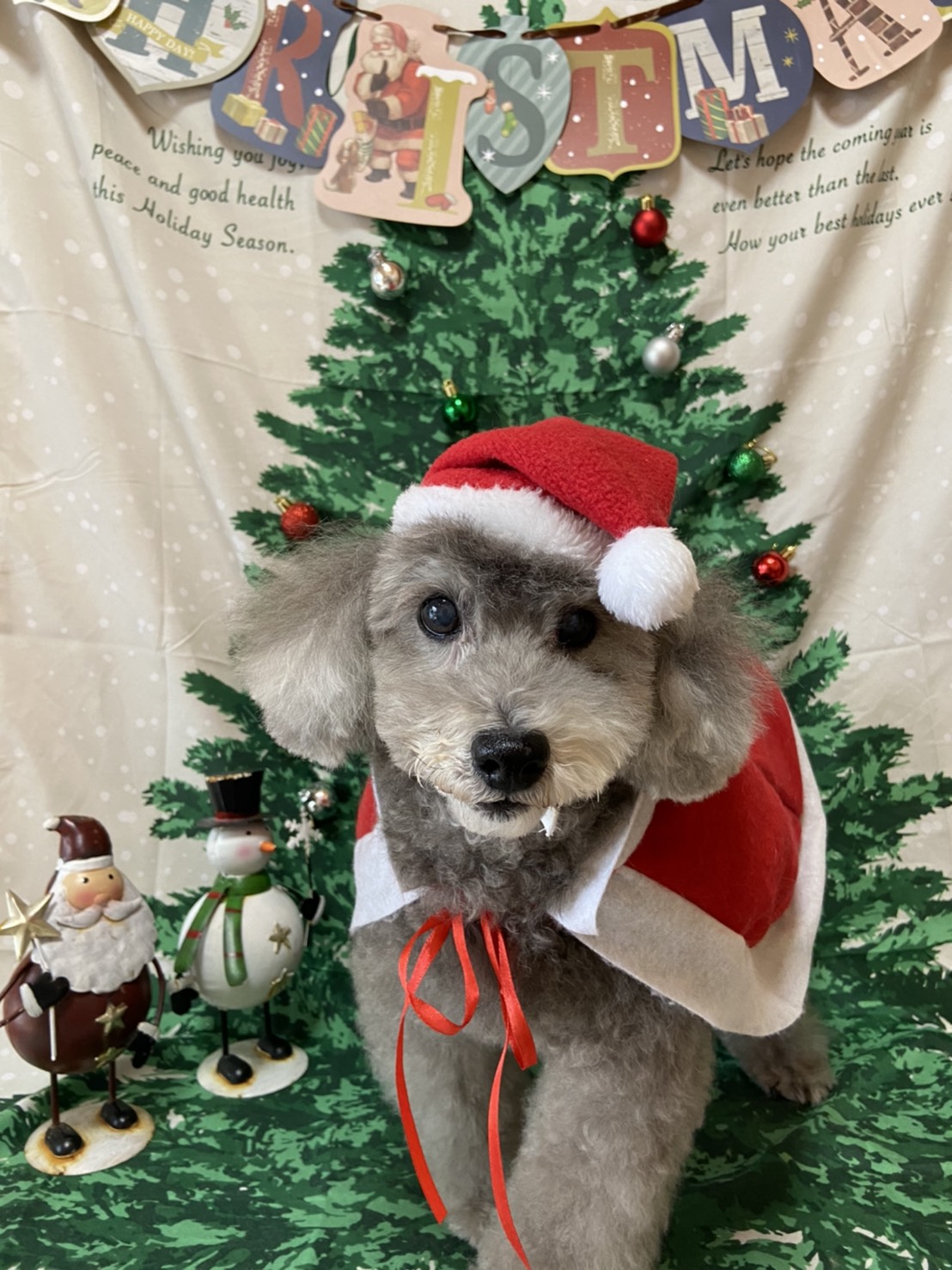 犬のトリミング写真