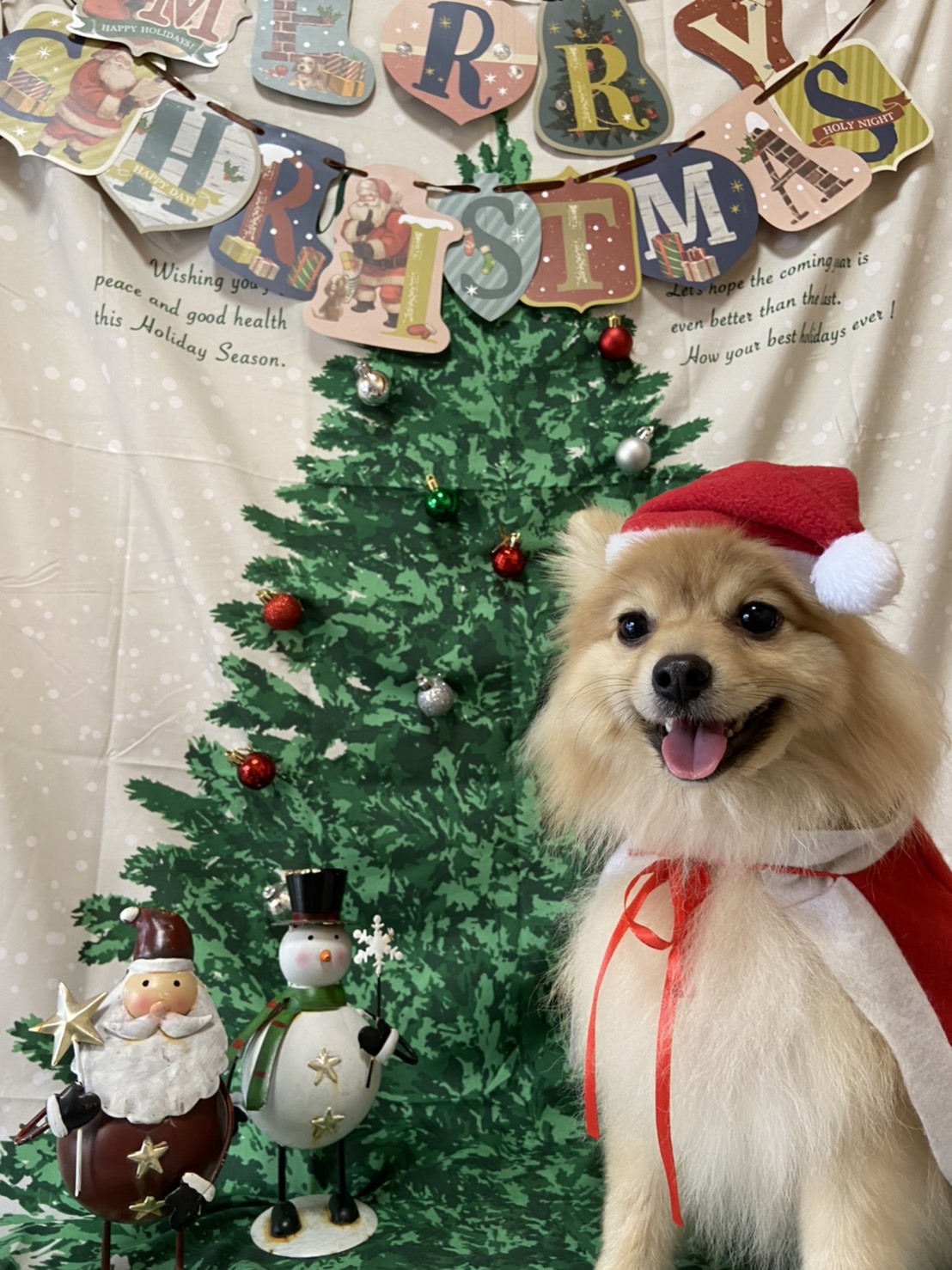 犬のトリミング写真