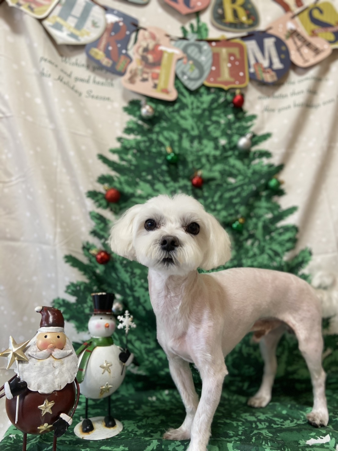 犬のトリミング写真