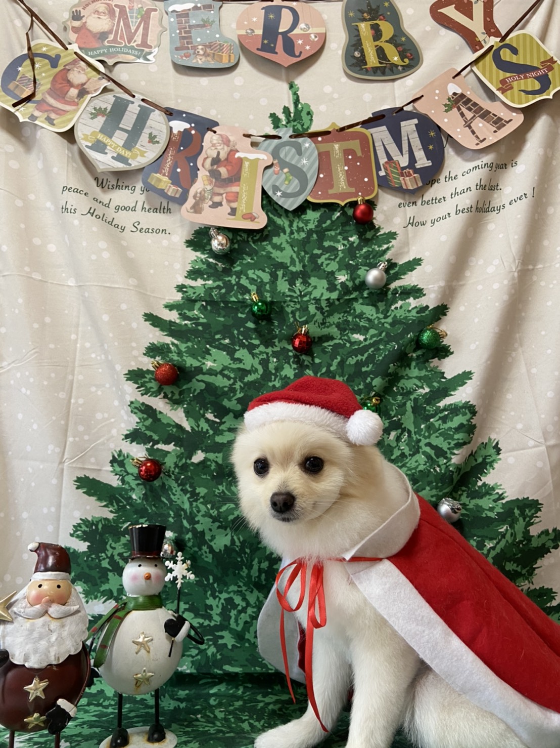 犬のトリミング写真