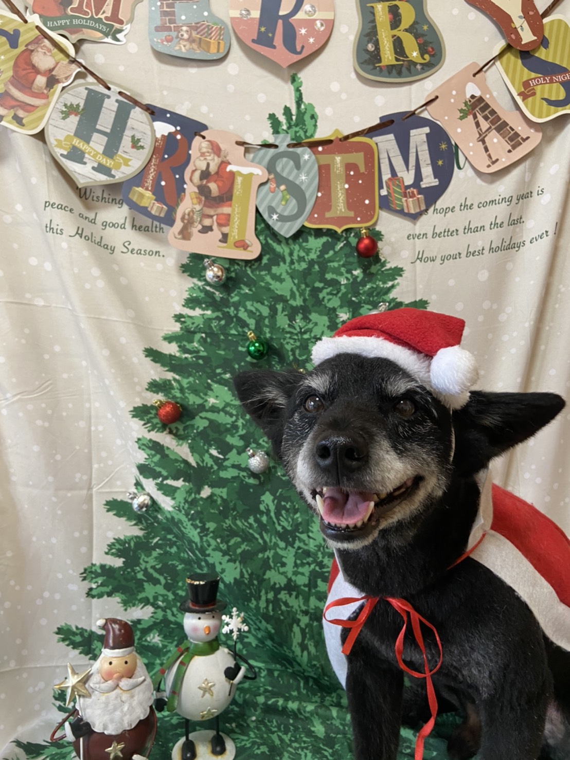 犬のトリミング写真