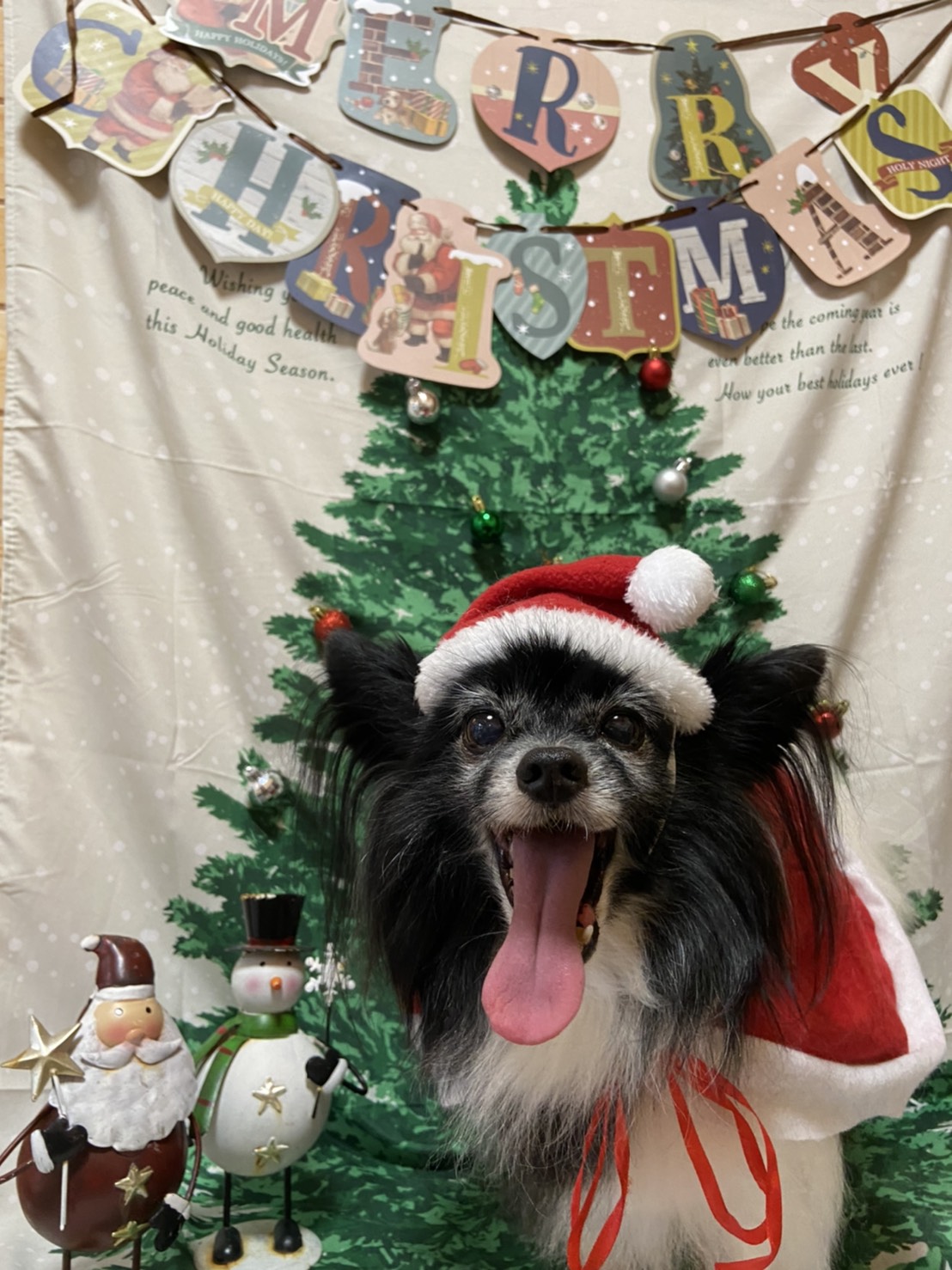 犬のトリミング写真