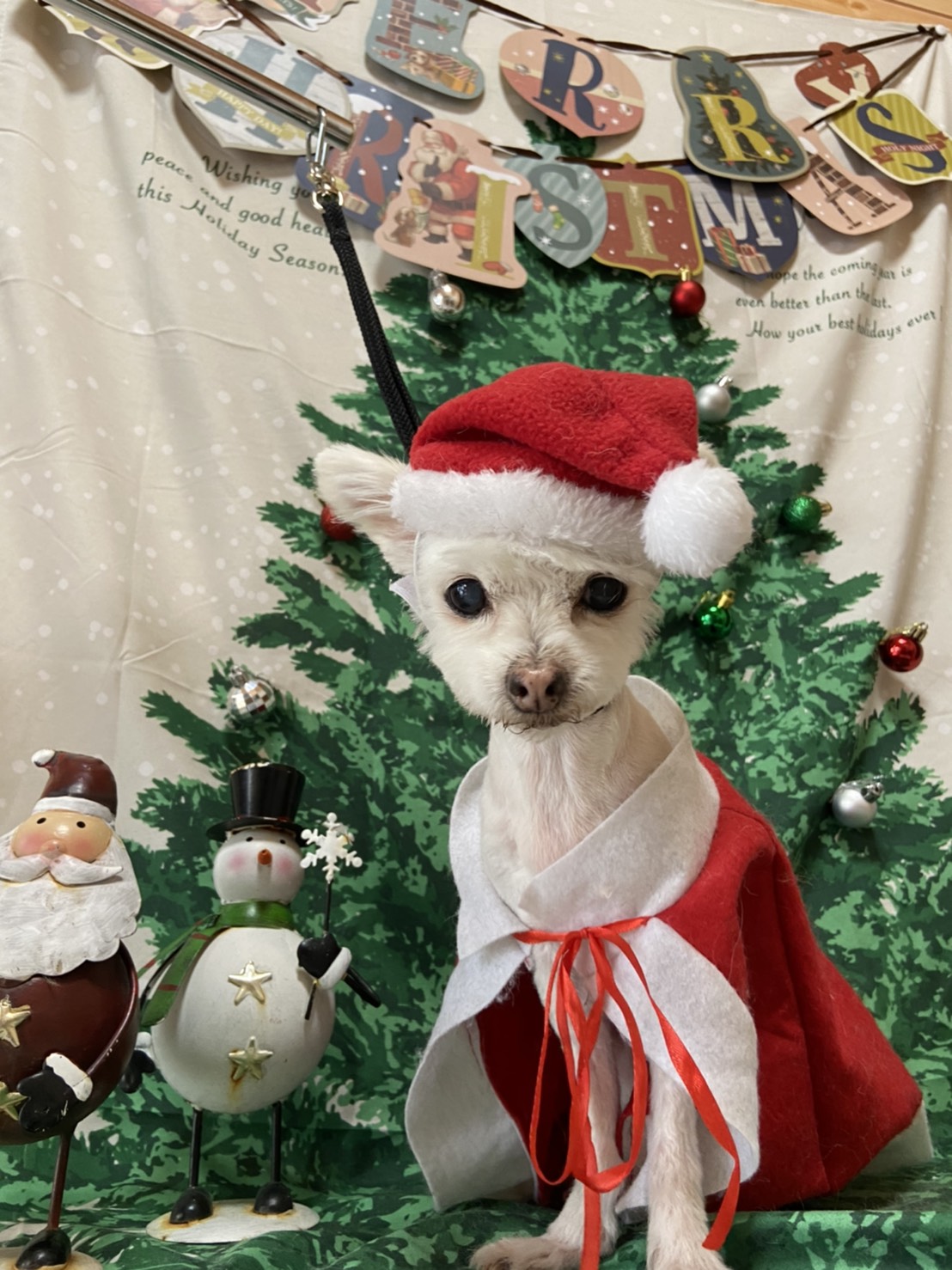 犬のトリミング写真