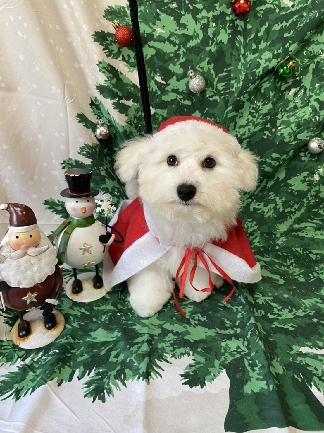 犬のトリミング写真